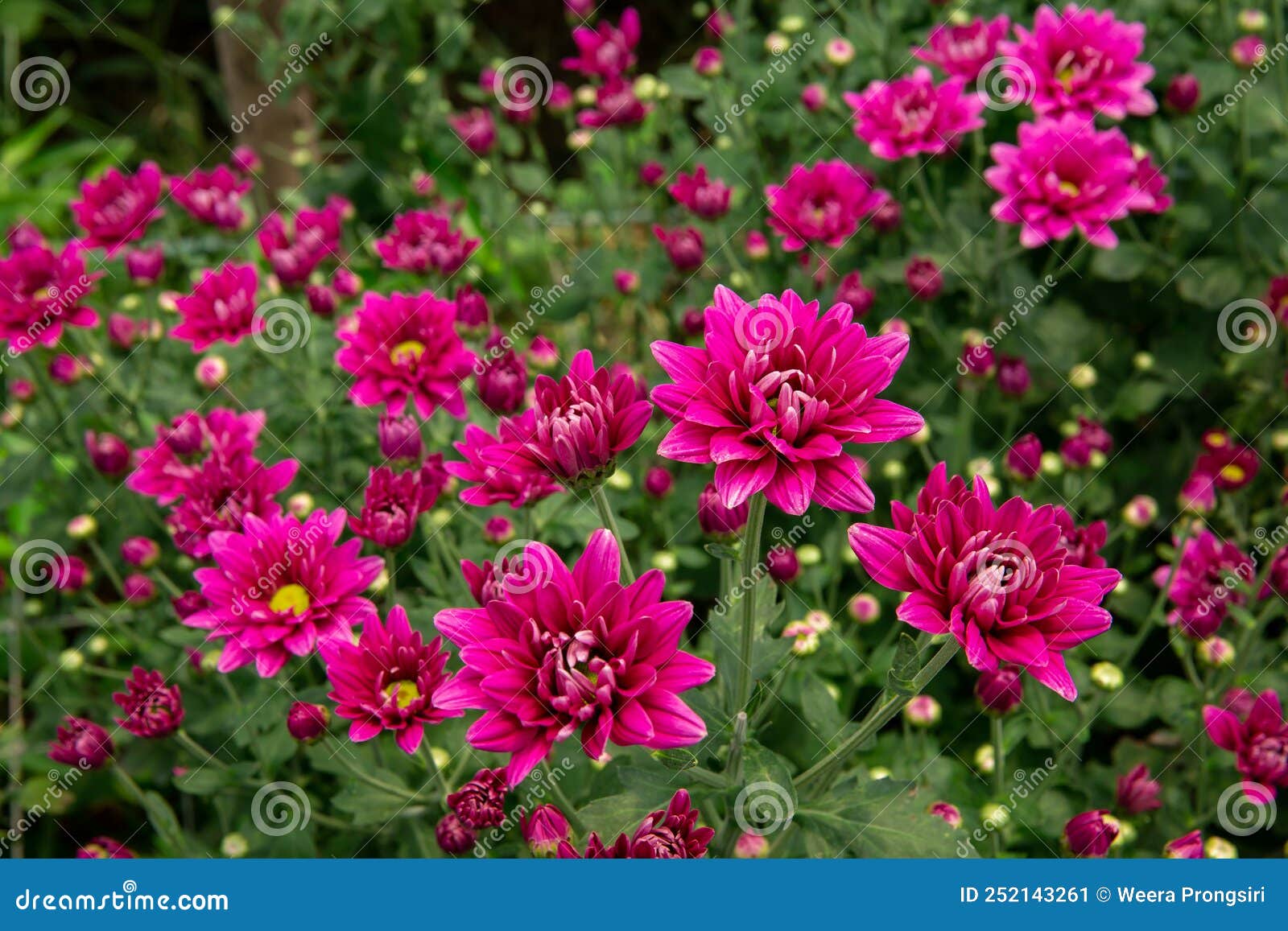 Chrysanthemum Flower Autumn Purple Backgrounds Stock Image Image