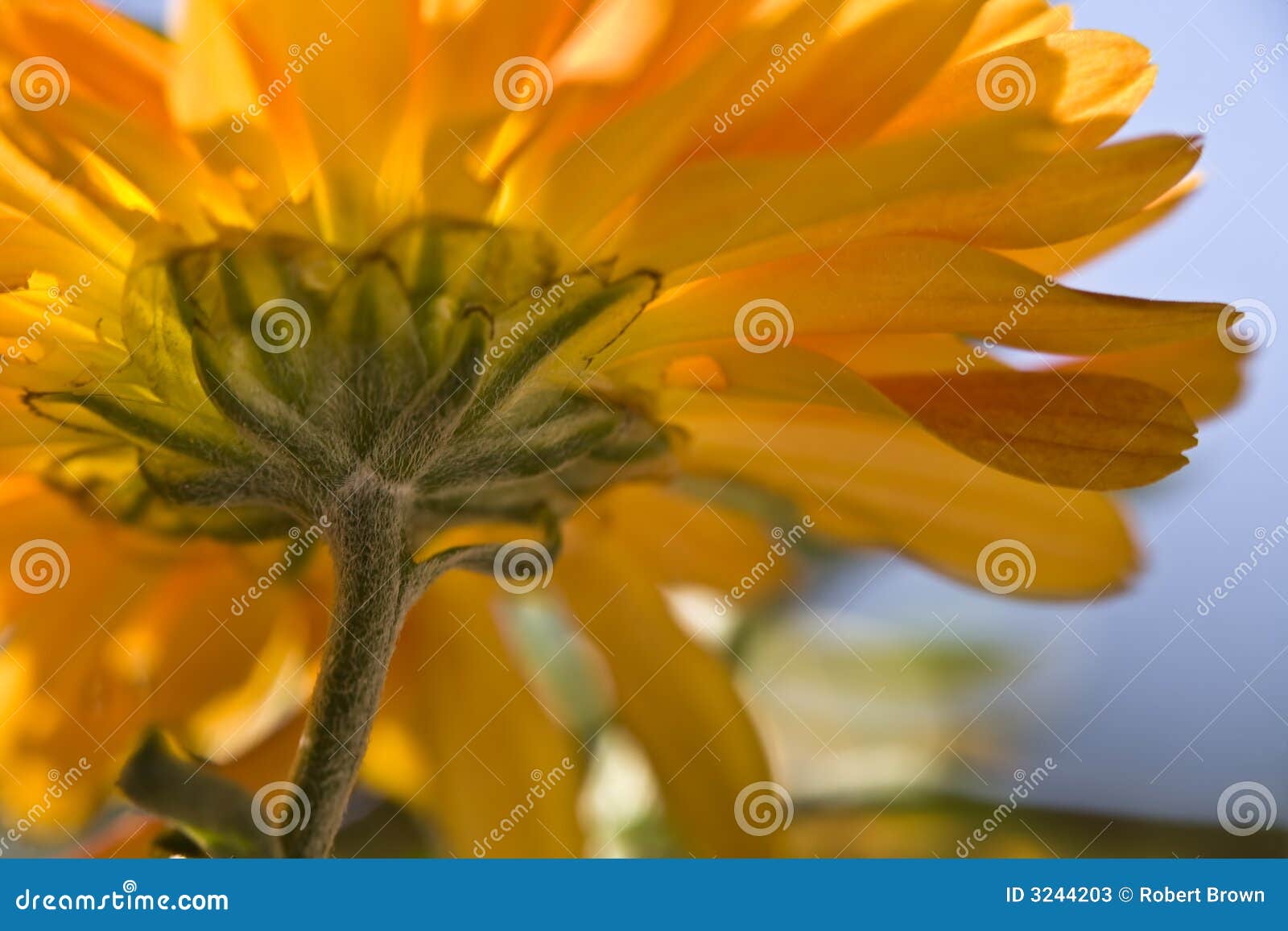 Chrysanthemum Flower in Bloom Stock Image Image of underneath, macro