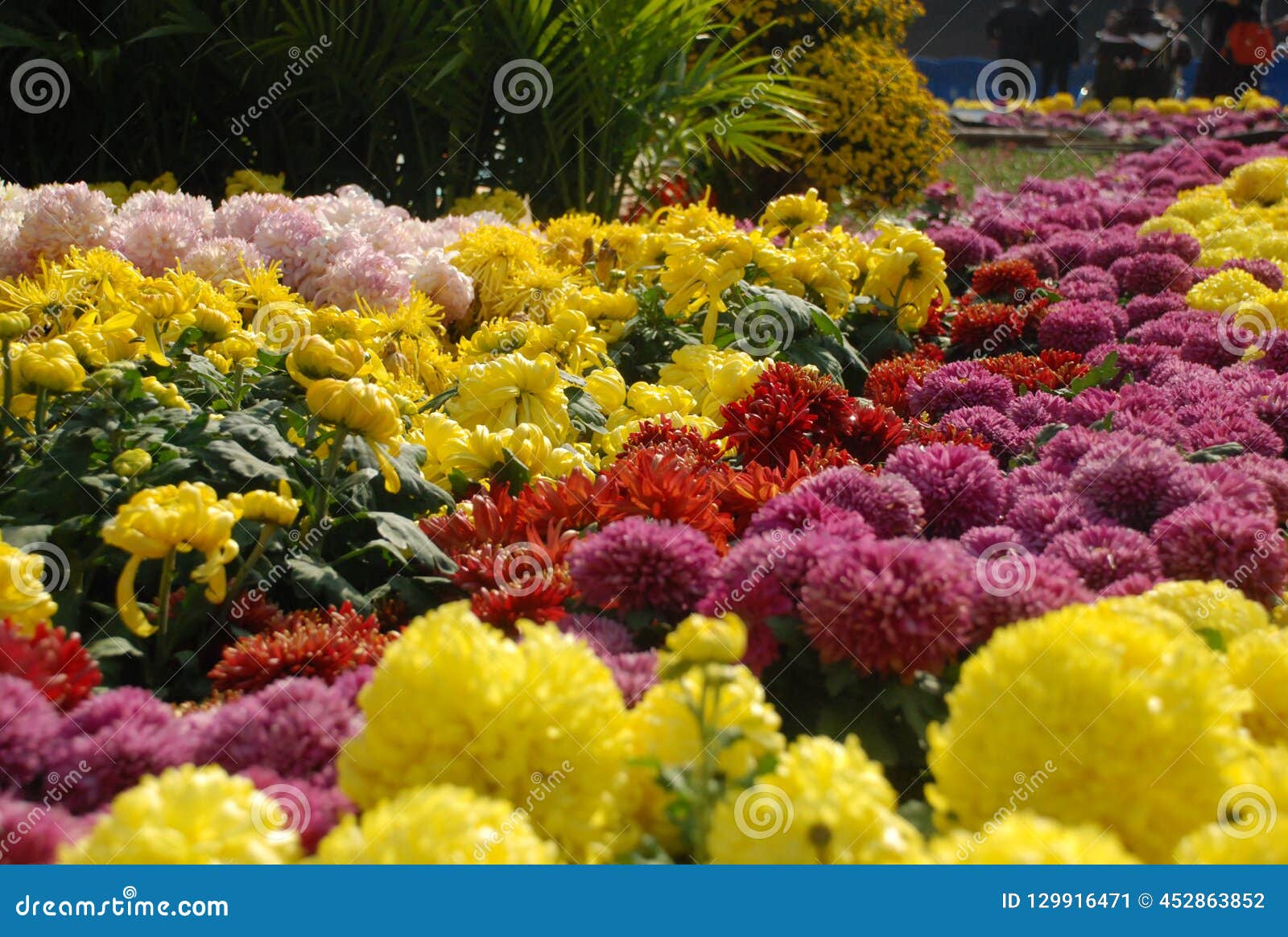 Chrysanthemum garden