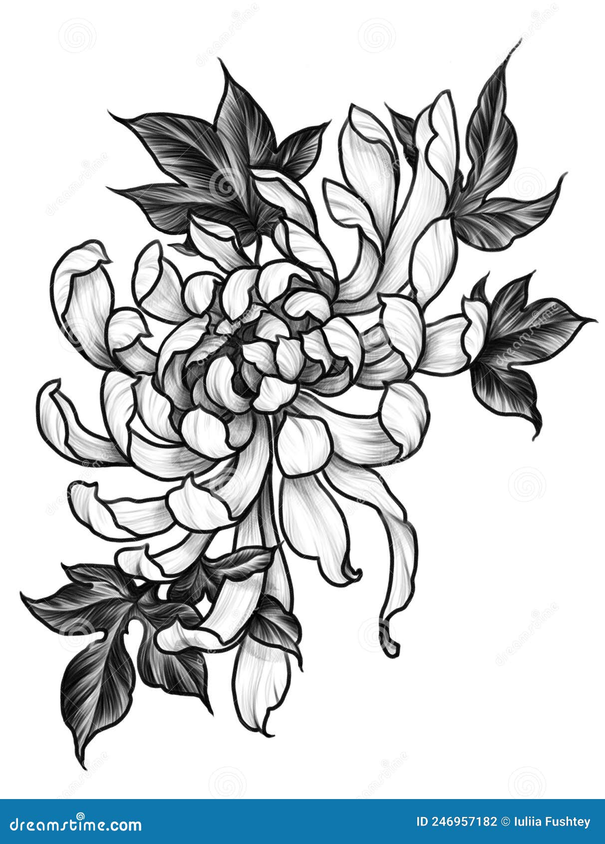 Traditional Japanese Tattoos  Chrysanthemum Kiku