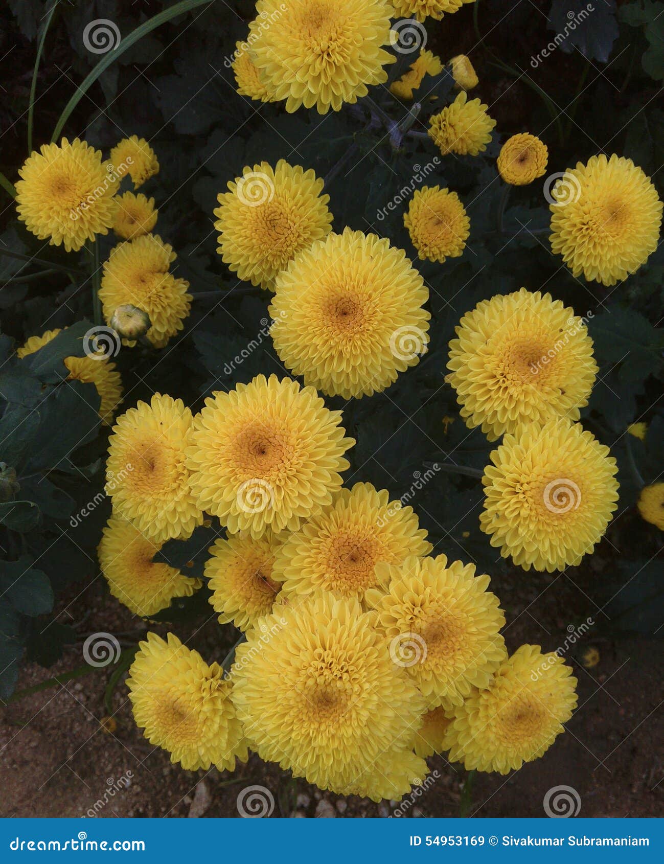 Chrysanthemum flower stock image. Image of bunch, marigold 54953169