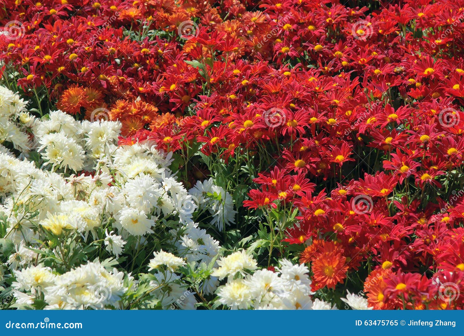 chrysanthemum flower parterre