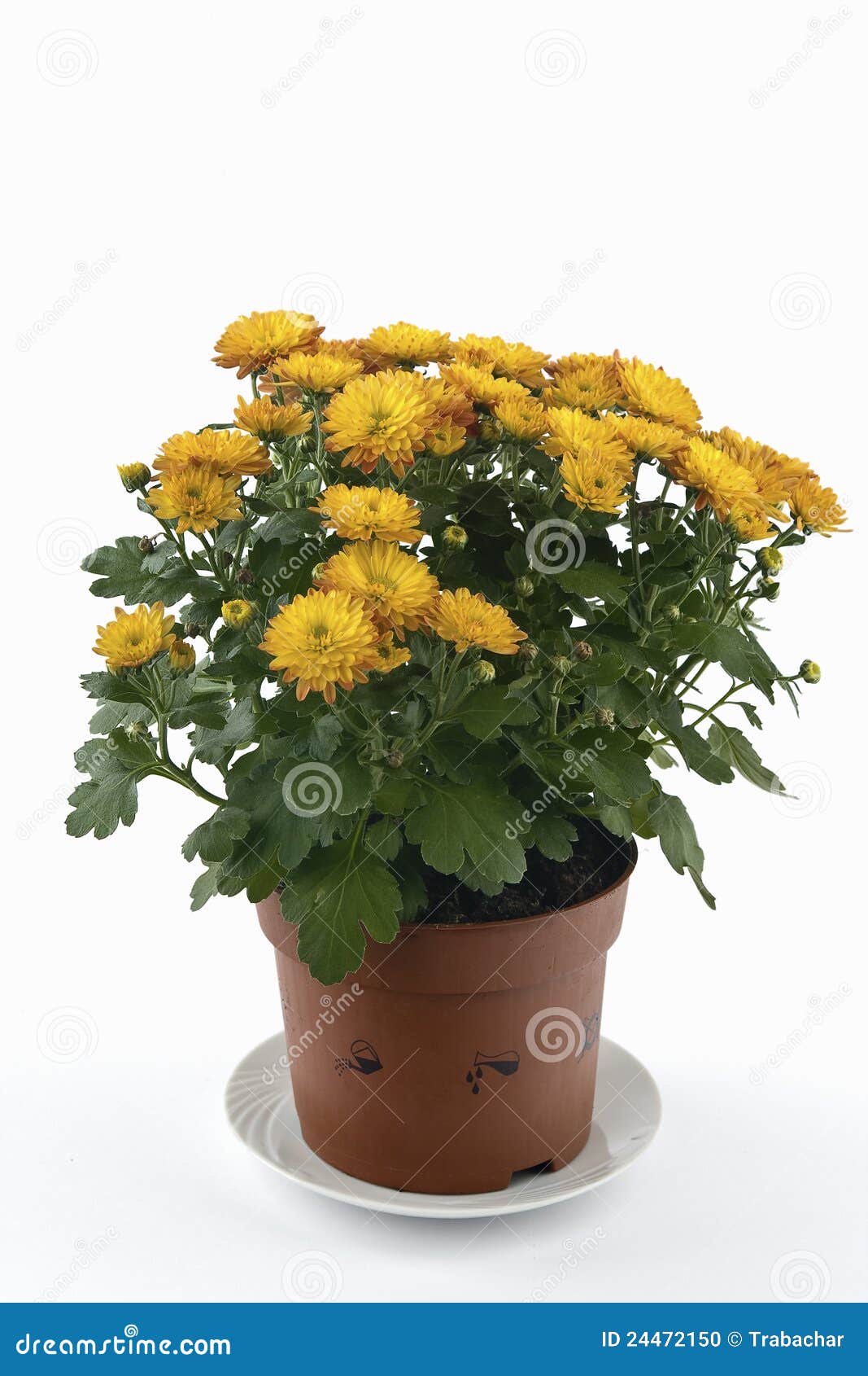 Chrysanthemum flower pot stock photo. Image of flora 24472150