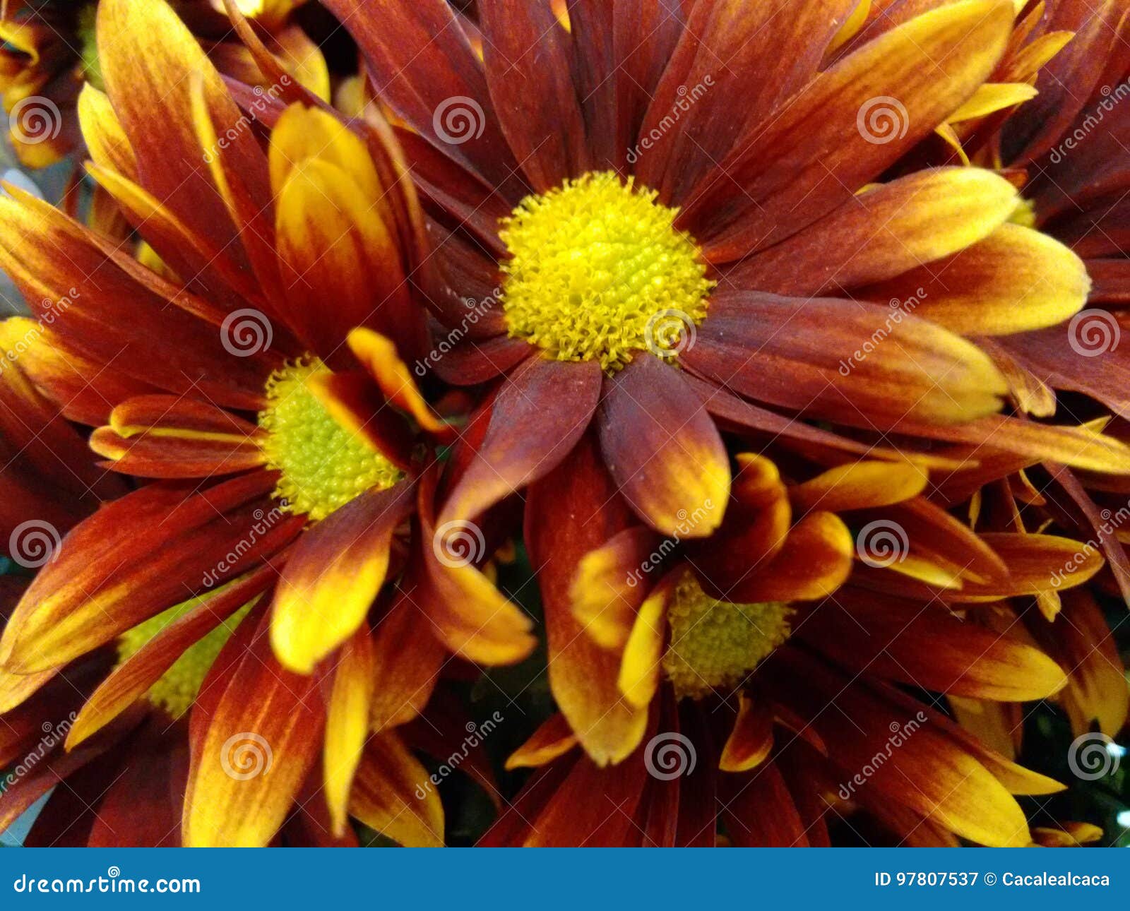 chrysanthemum flower - red and yellow