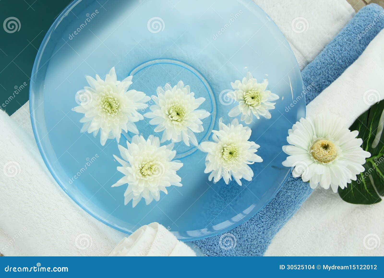 Chrysanthemum flower spa stock photo. Image of fresh 30525104