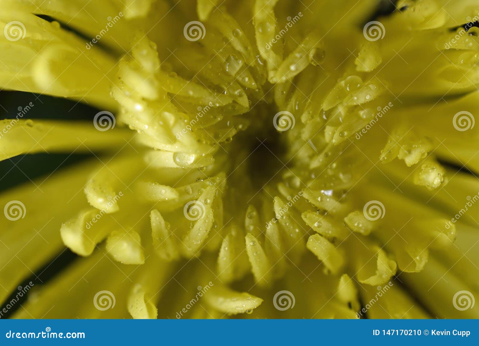 chrysanthemum flower after a warm rain