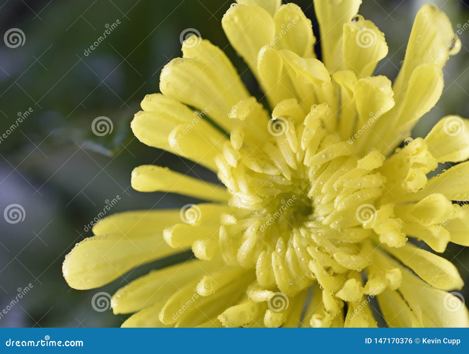 chrysanthemum flower after a warm rain