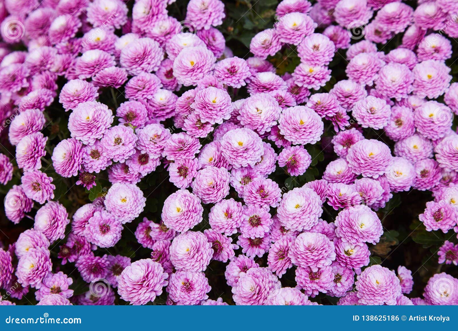 Chrysanthemum Flowers As a Background Close Up. Pink Chrysanthemums ...