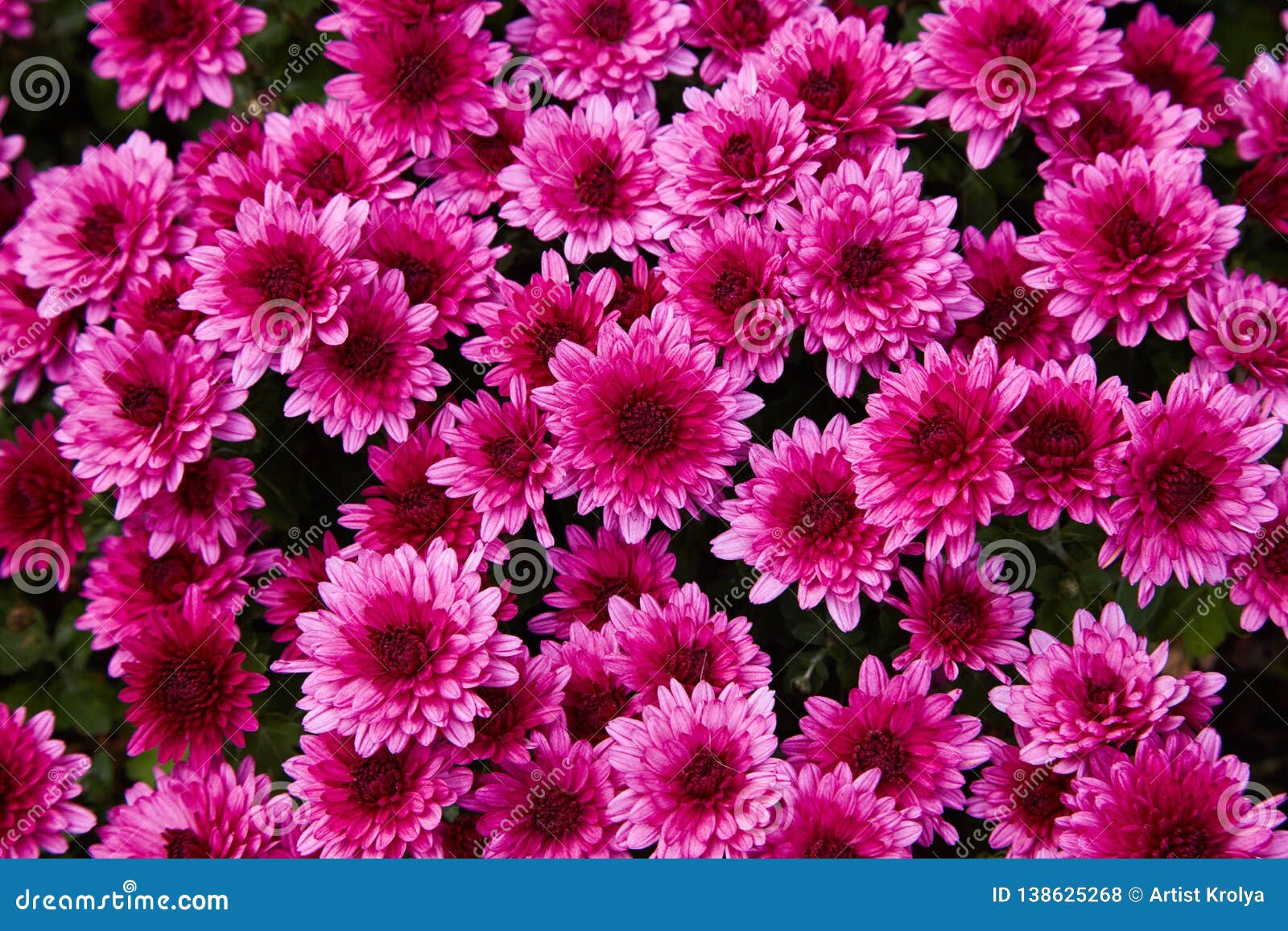 Chrysanthemum Flowers As a Background Close Up. Pink Chrysanthemums ...