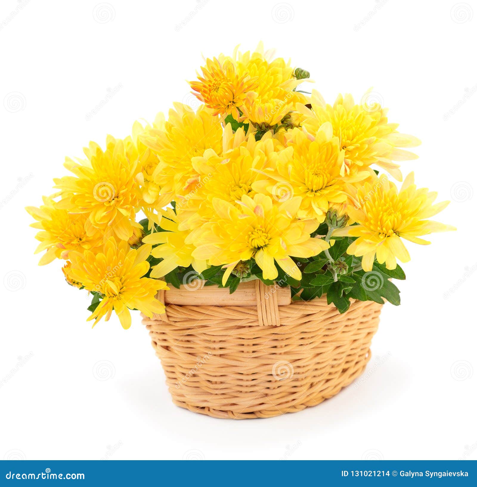 Chrysanthemum Flowers In Basket Stock Photo Image Of Flower Leaf 131021214