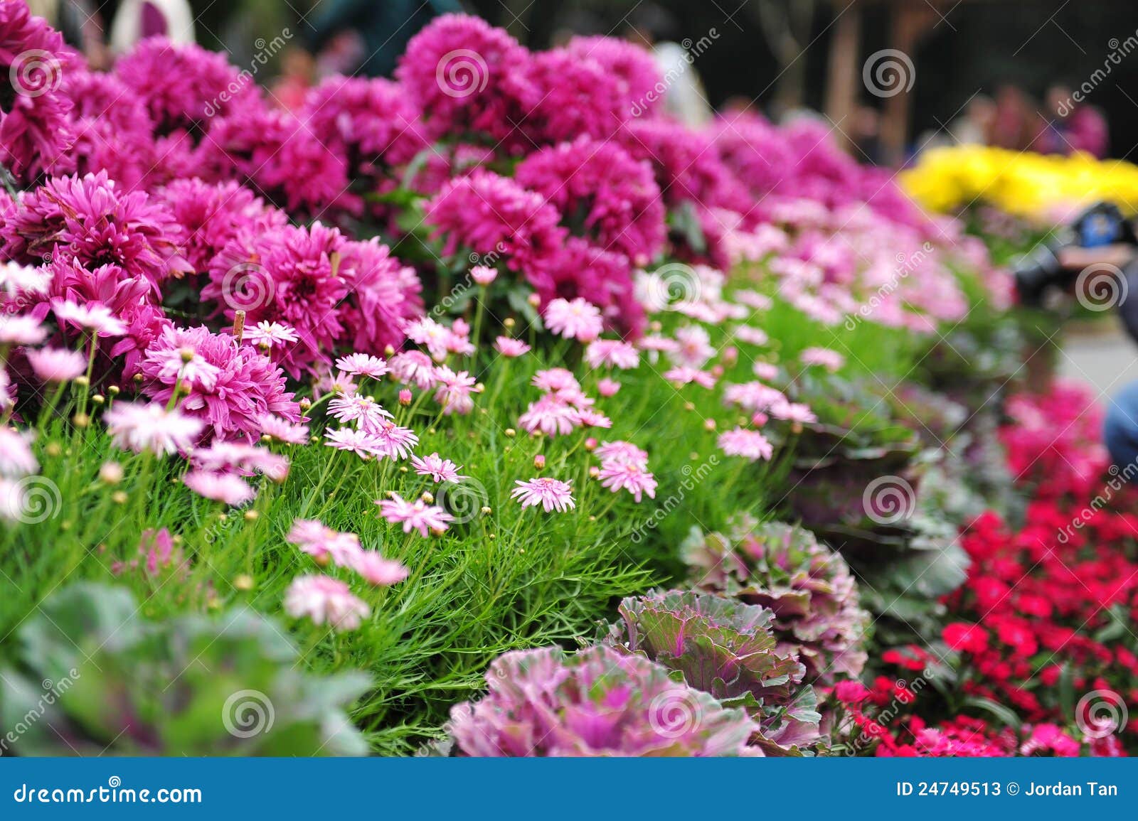 Chrysanthemum Flowers Blooming in Spring Stock Image Image of