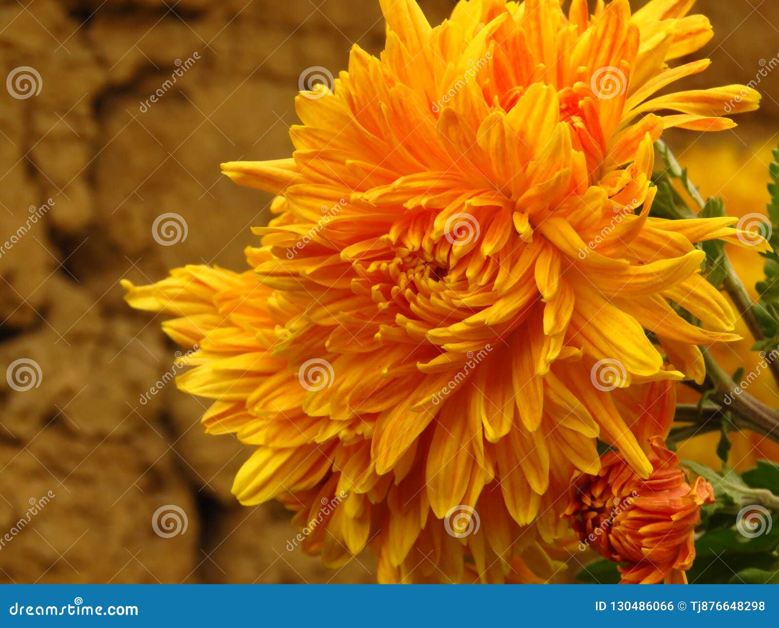 A Bouquet of Vibrant Colour Chrysanthemums A Bouquet of Vibrant Colour Chrysanthemums