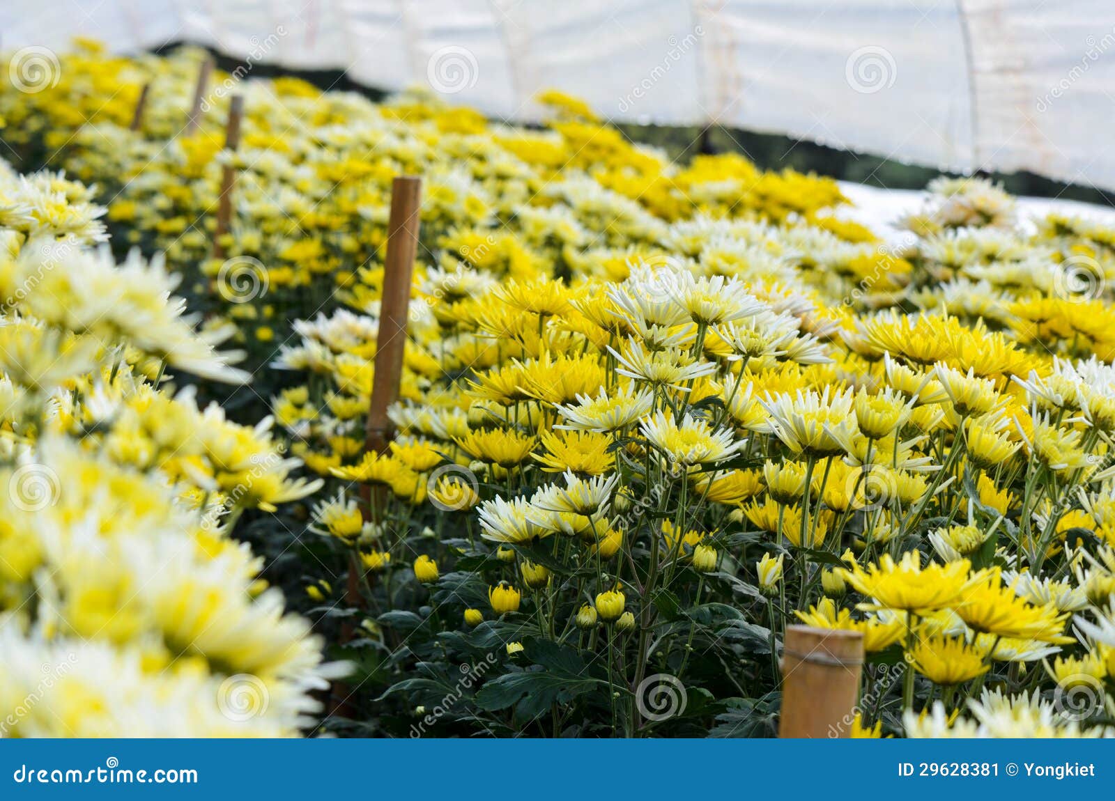 Chrysanthemum Flowers Farms Stock Image Image of agriculture
