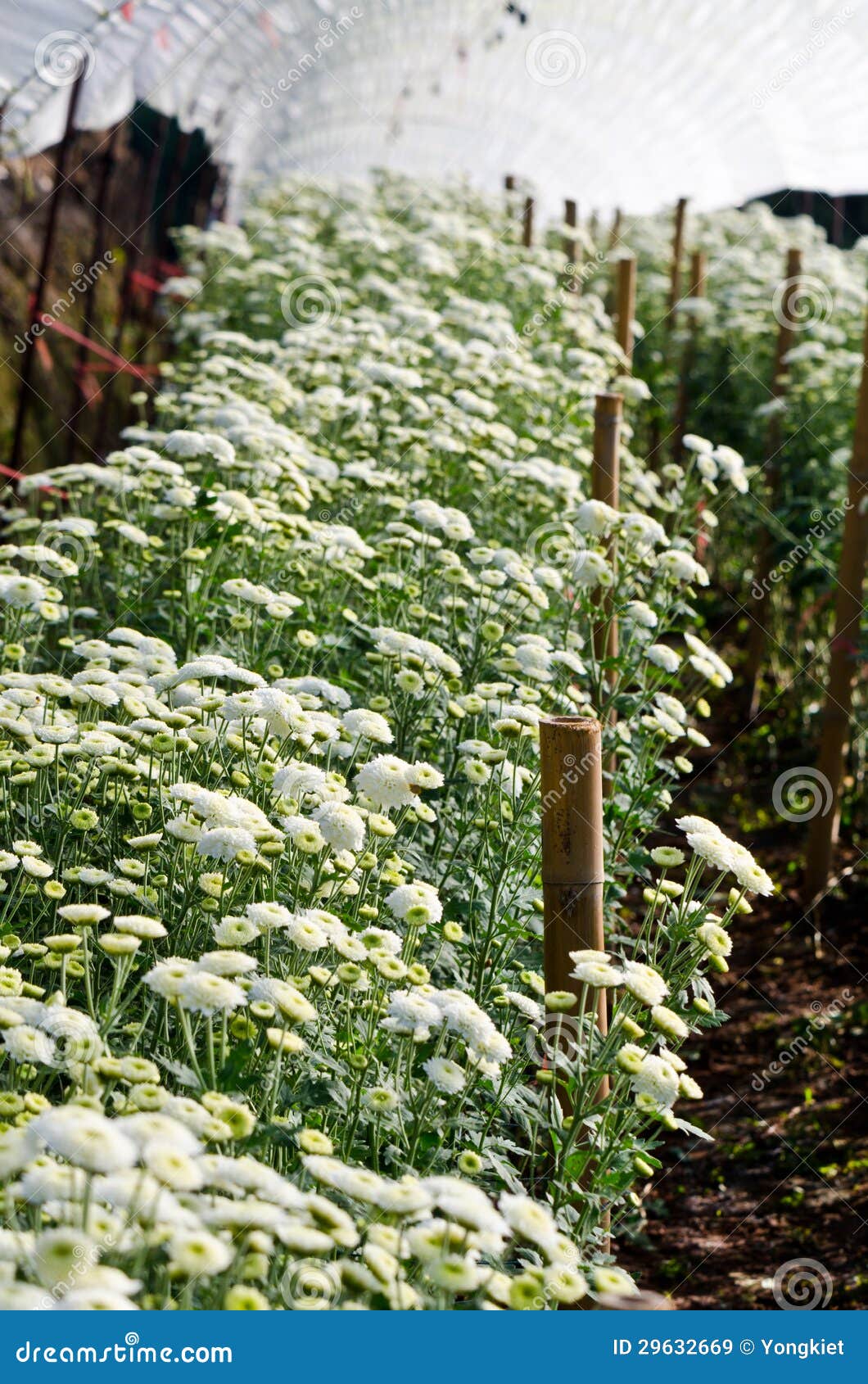 Chrysanthemum Flowers Farms Stock Image Image of colour, daisy 29632669