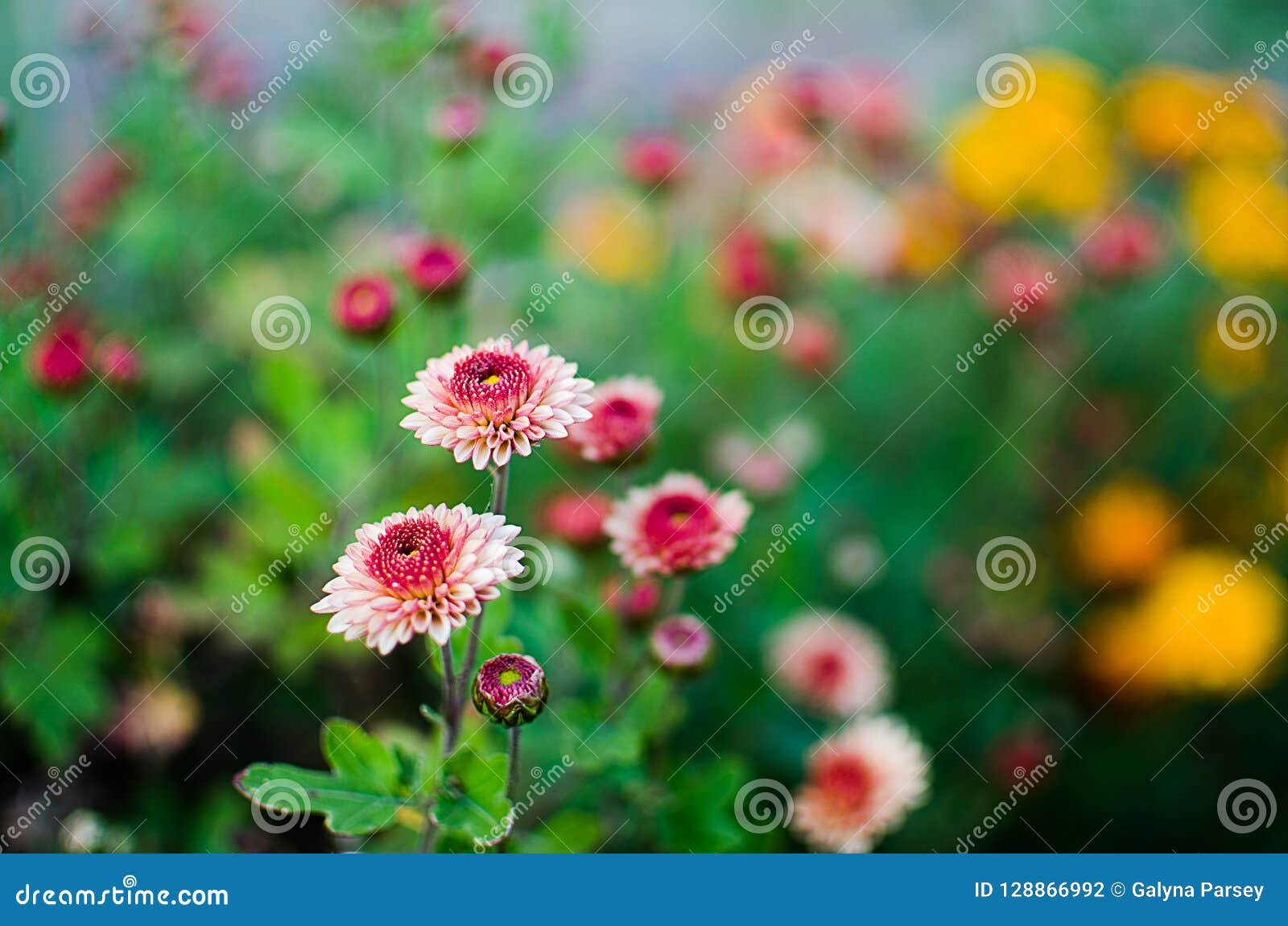 Chrysanthemum Flowers Grow Outdoors in the Fall Stock Photo Image of blooming, color 128866992