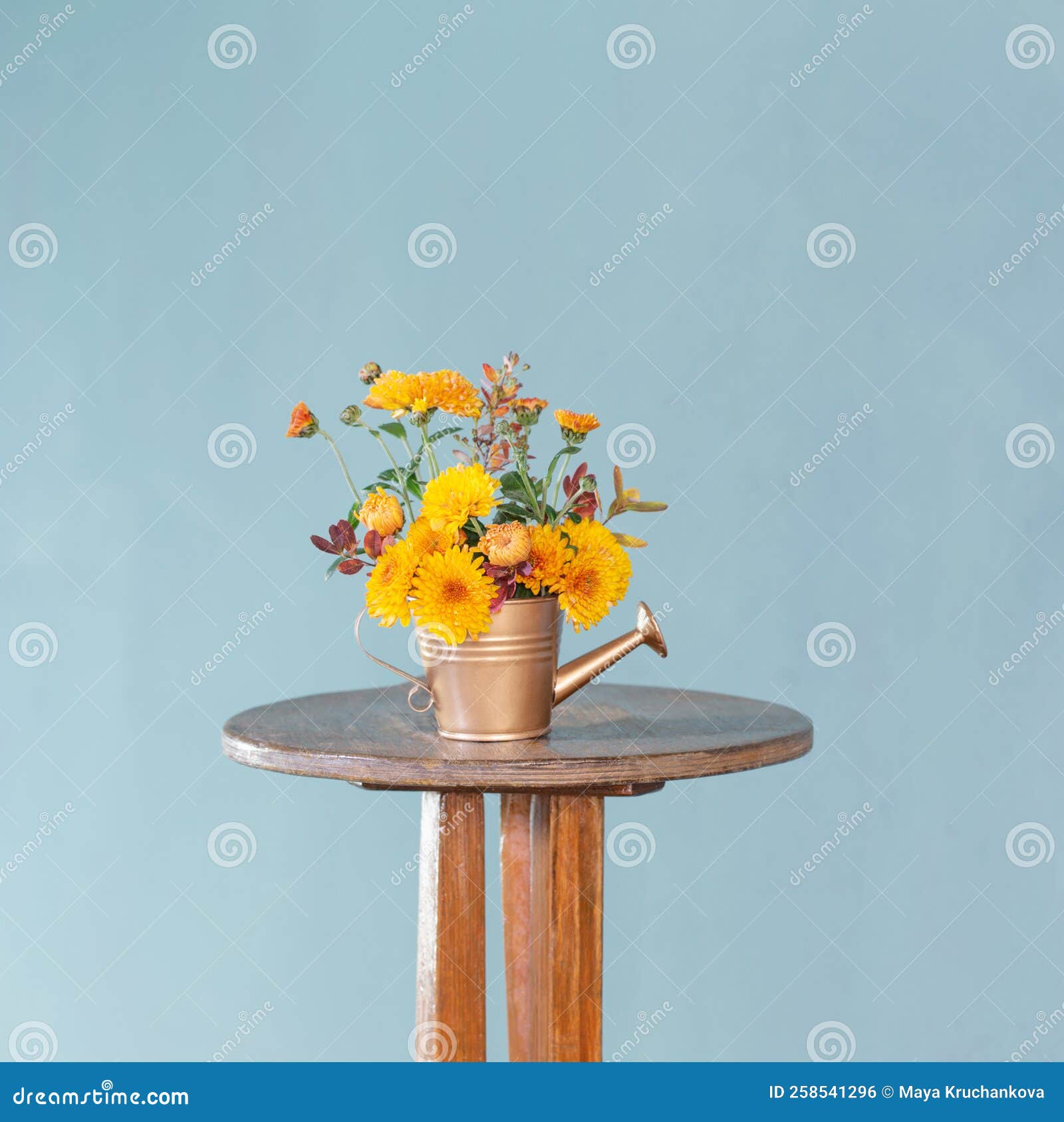 Chrysanthemum Flowers in Watering Can on Blue Background Stock Photo Image of decoration, blue