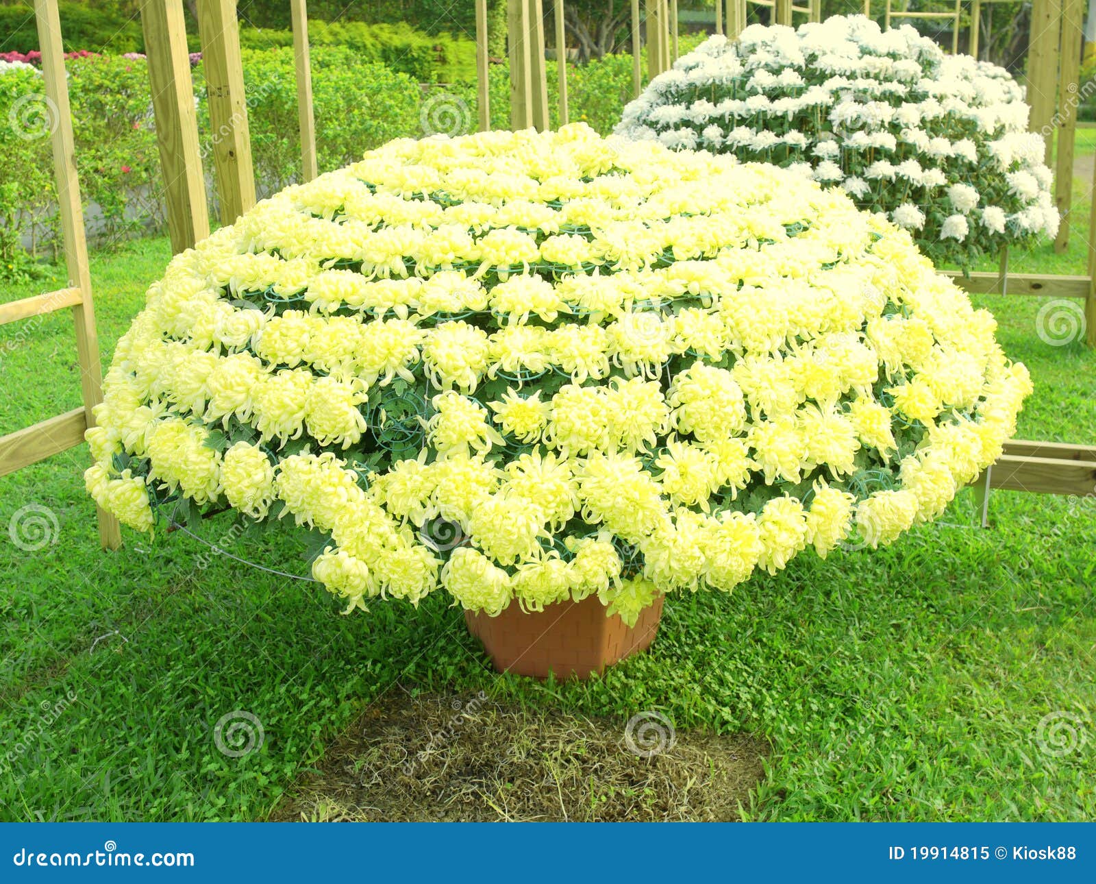 Chrysanthemum in garden stock image. Image of farmland 19914815