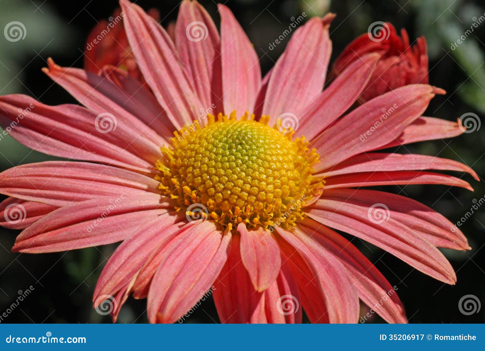 Chrysanthemum in garden stock image. Image of blooming 35206917