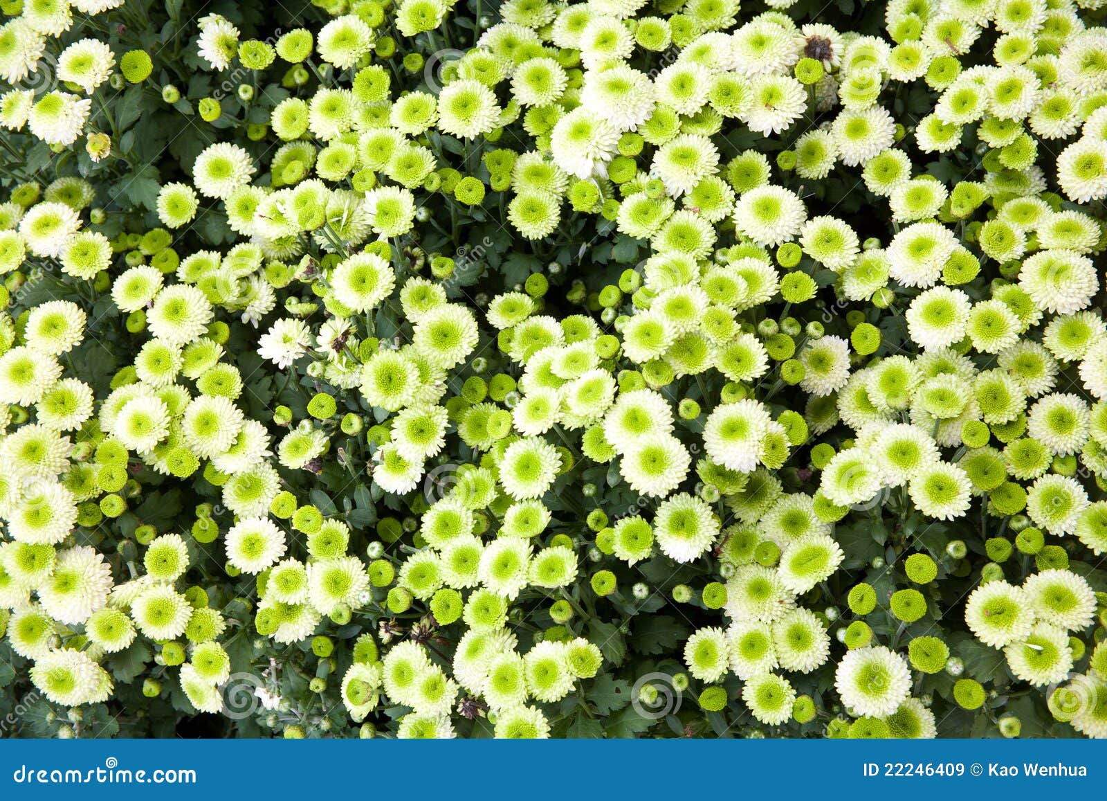 Chrysanthemum green stock image. Image of celebration 22246409