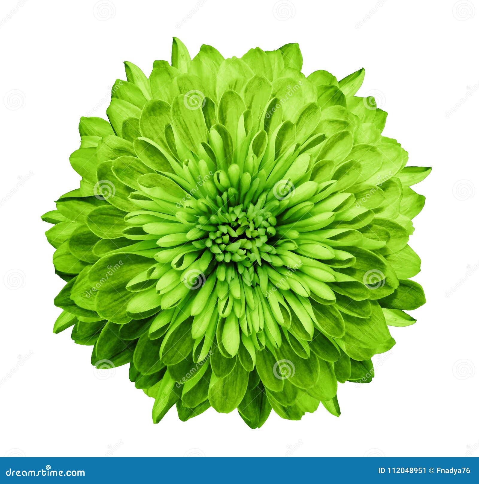 Chrysanthemum Green. Flower on Isolated White Background with Clipping Path  without Shadows. Close-up. for Design Stock Image - Image of green, gift:  112048951