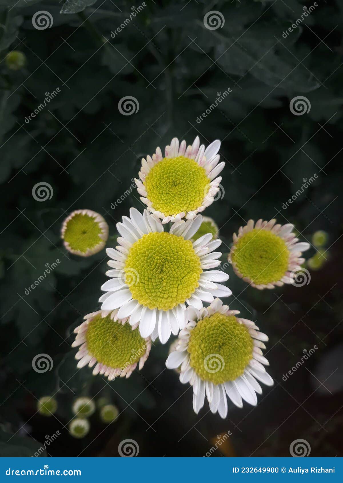 Chrysanthemum that Hasn& X27;t Bloomed yet Stock Photo Image of bloomed, bunga 232649900