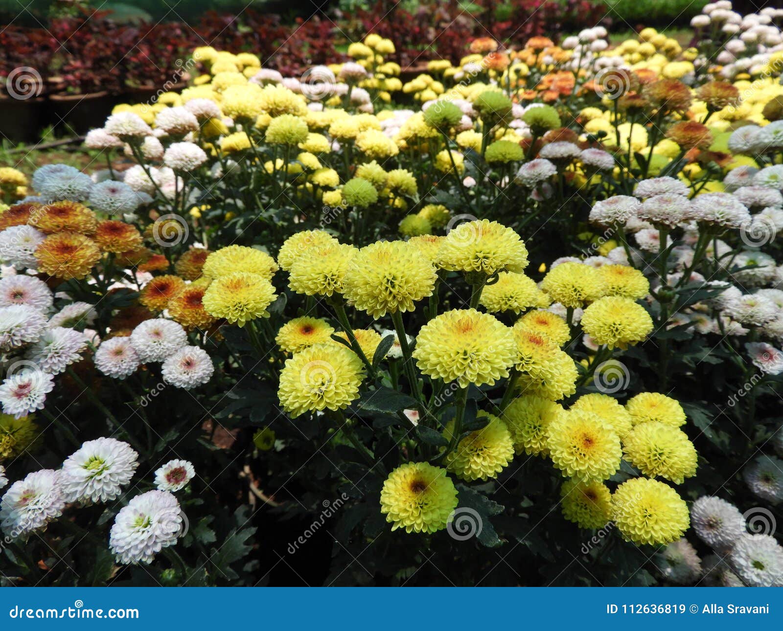 Chrysanthemum Indicum Stock Image Image Of Blossom 112636819