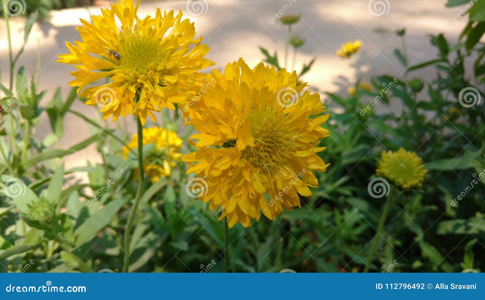 Chrysanthemum indicum stock photo. Image of famous, chamomilla 112796492