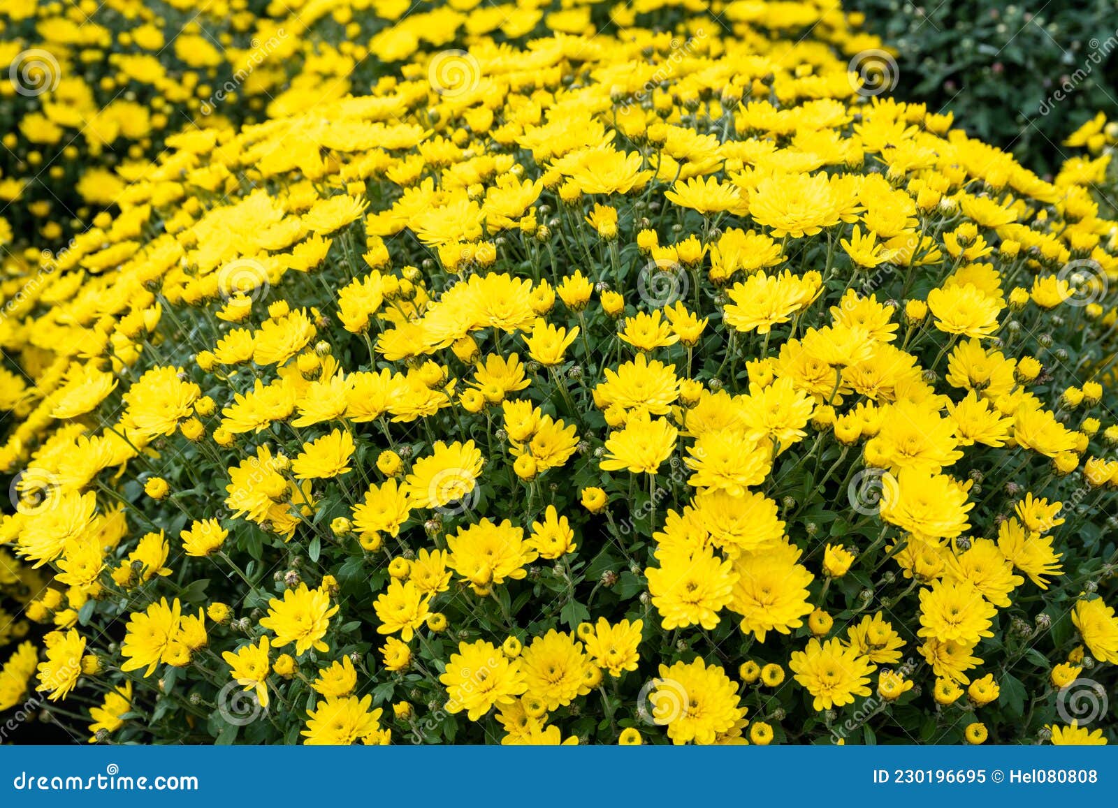 Chrysanthème, Plante d'automne et d'hiver