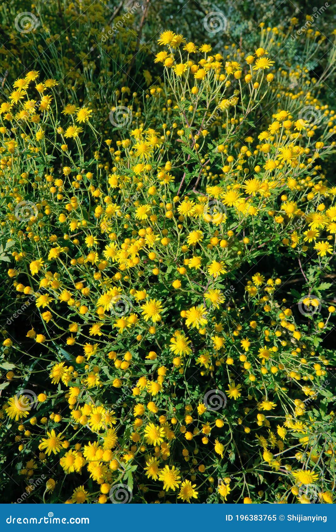 Chrysanthemum indicum stock image. Image of natural 196383765