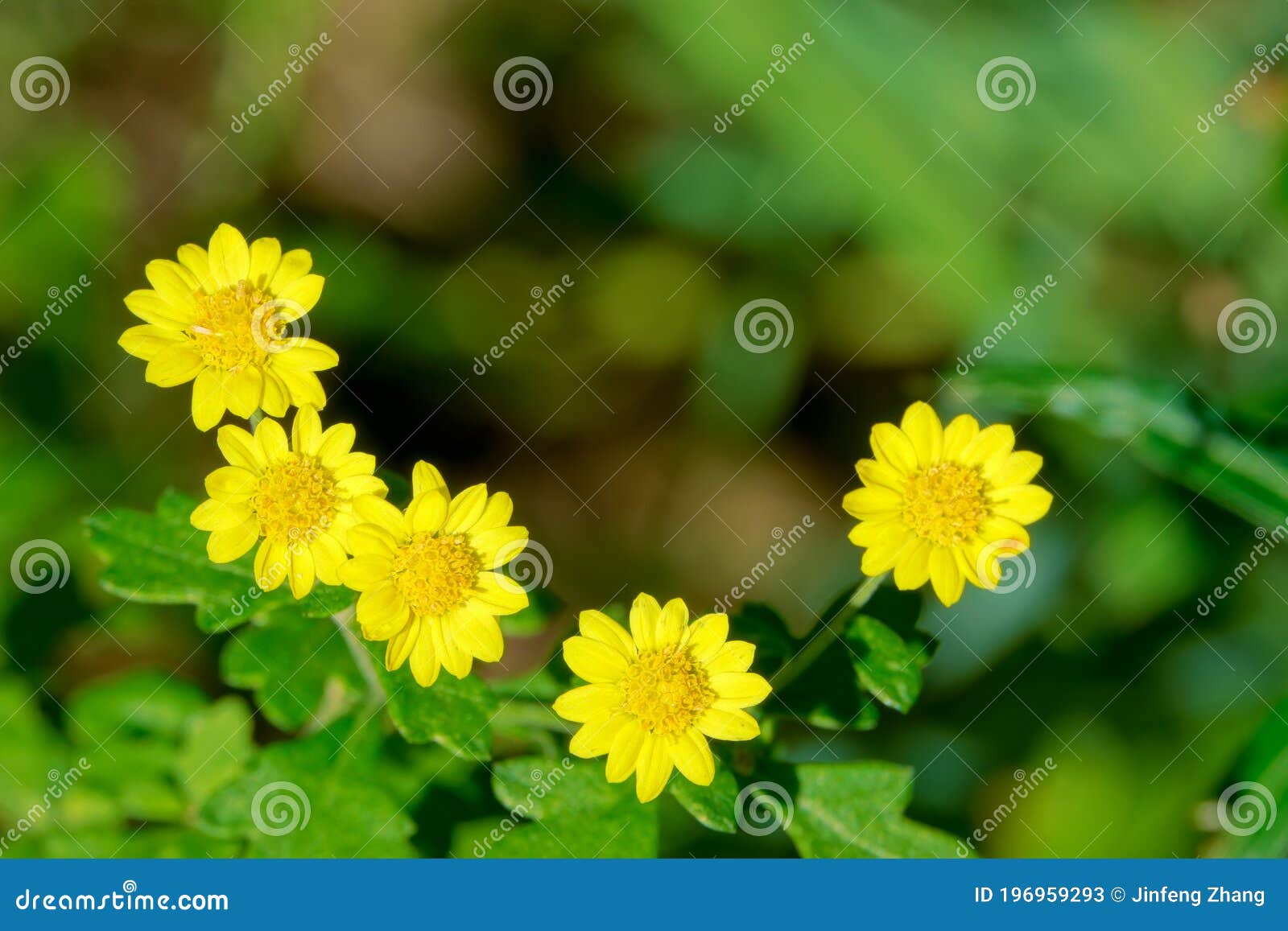 Chrysanthemum indicum stock image. Image of plant, natural 196959293