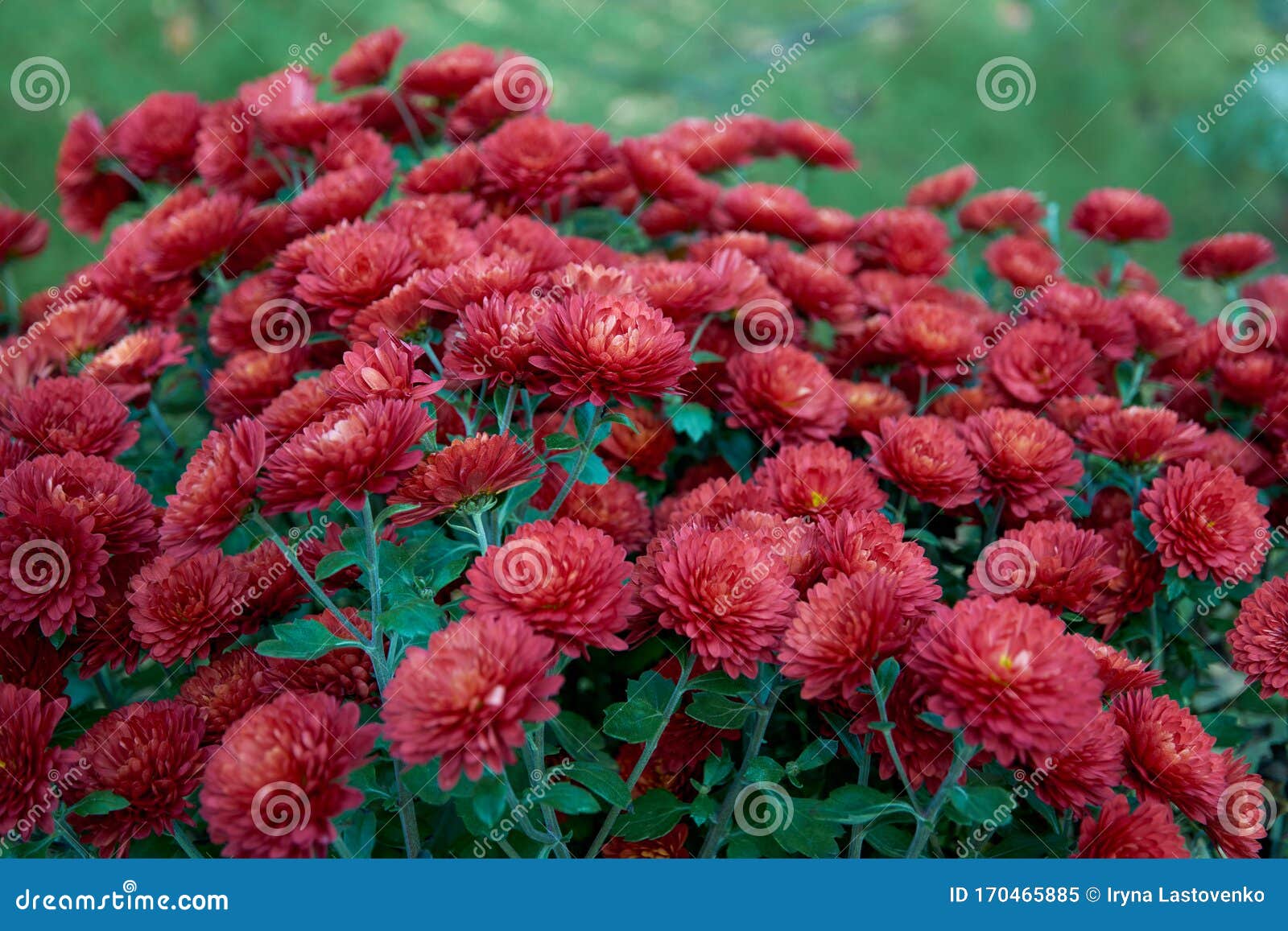 Chrysanthemum Indicum L Rubin Tufanica Decorative Composition Of Red Chrysanthemum Flowers Autumn Bouquet Red Chrysanthemum In Stock Image Image Of Burgeon Blossom 170465885