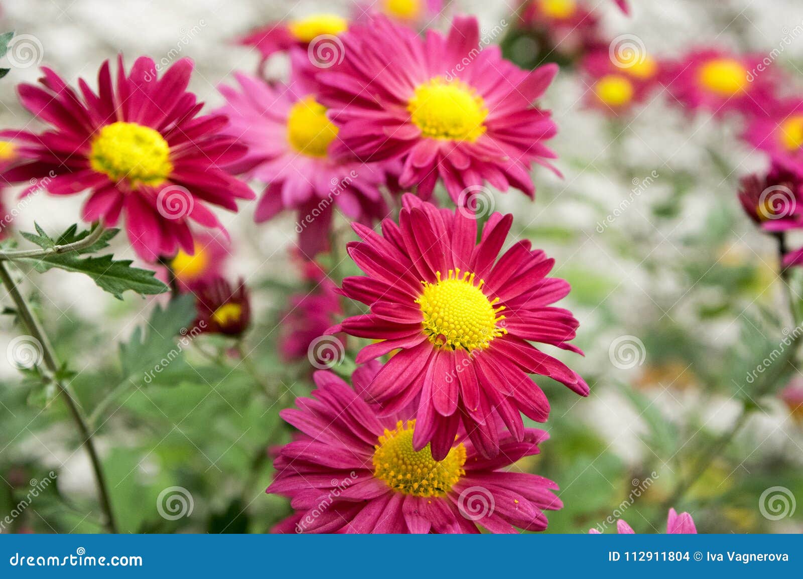 Chrysanthemum Indicum Mum Flowers In Bloom Stock Photo Image Of Daylight Autumn 112911804