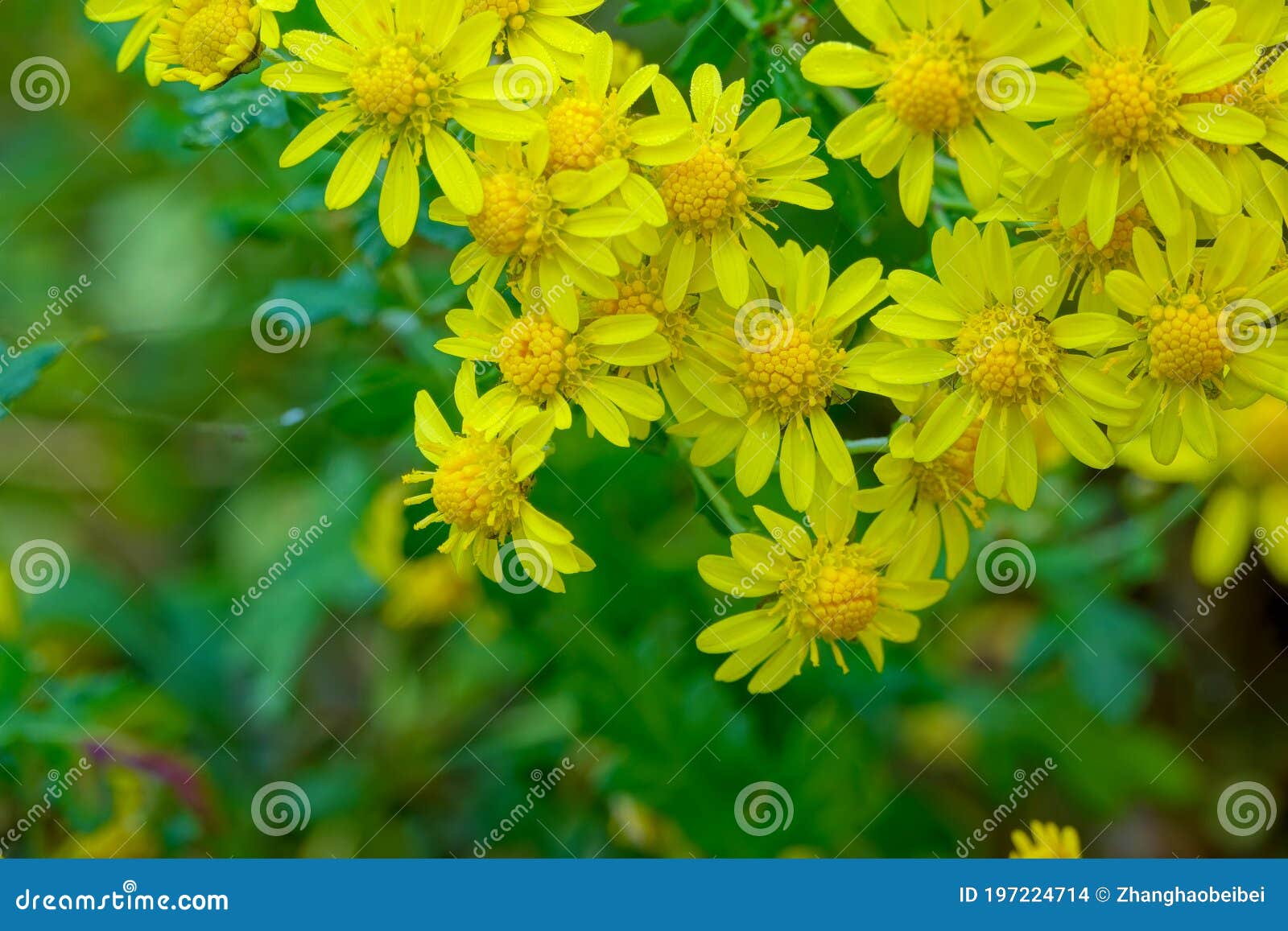 Chrysanthemum indicum foto de stock. Imagem de amarelo 197224714