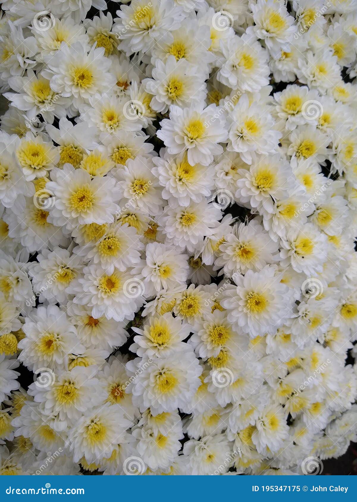 Chrysanthemum `Jasoda White` Stock Image Image of bright, beautiful