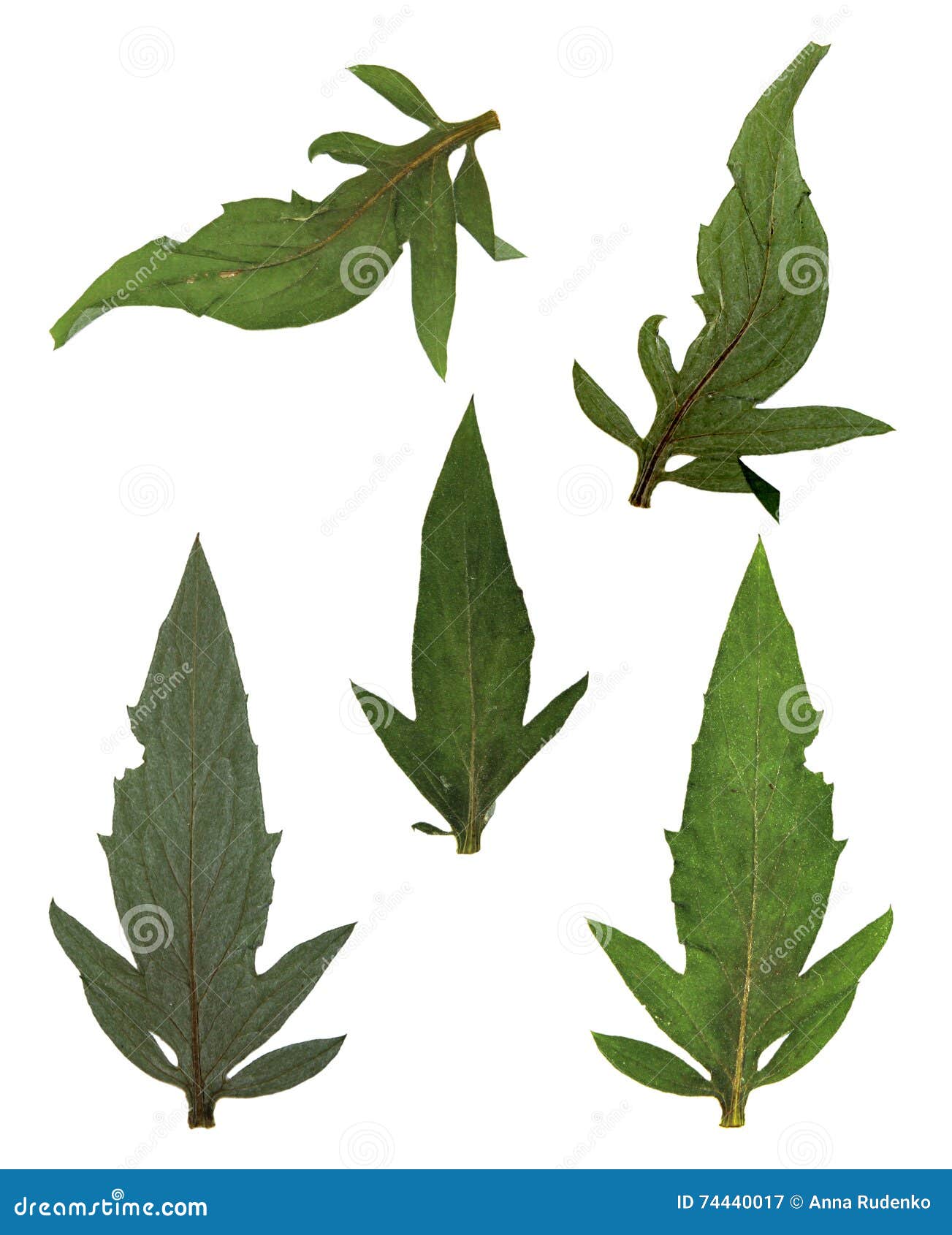 Chrysanthemum Leaf Green Isolated Stock Image Image of flora, light