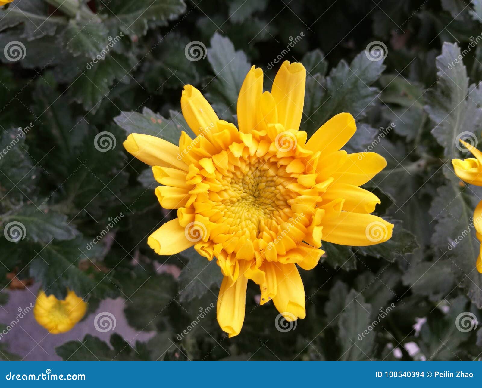 Chrysanthemum and leaf stock photo. Image of marigold 100540394