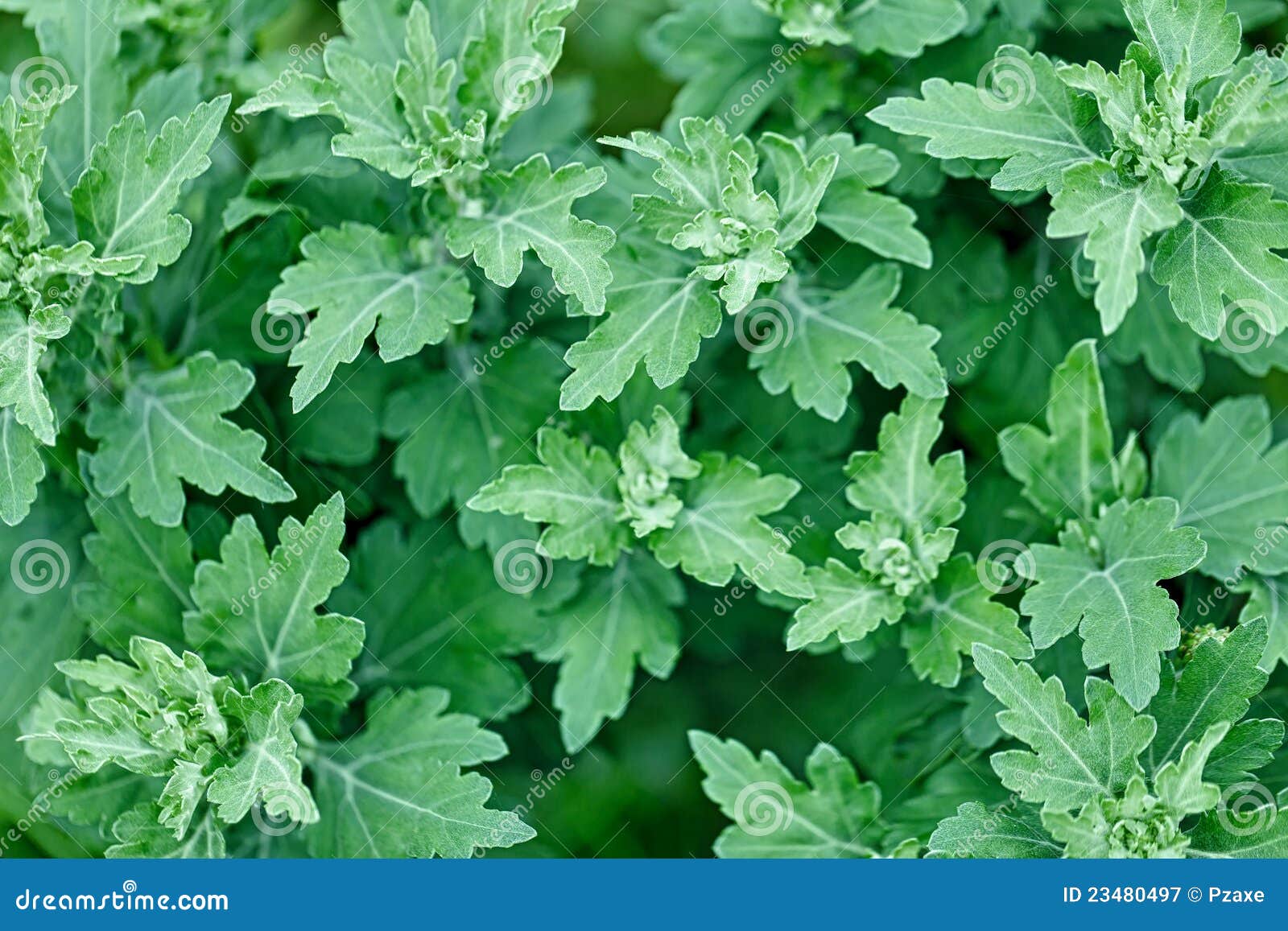 Chrysanthemum Leaves Without Flowers Royalty Free Stock Photography