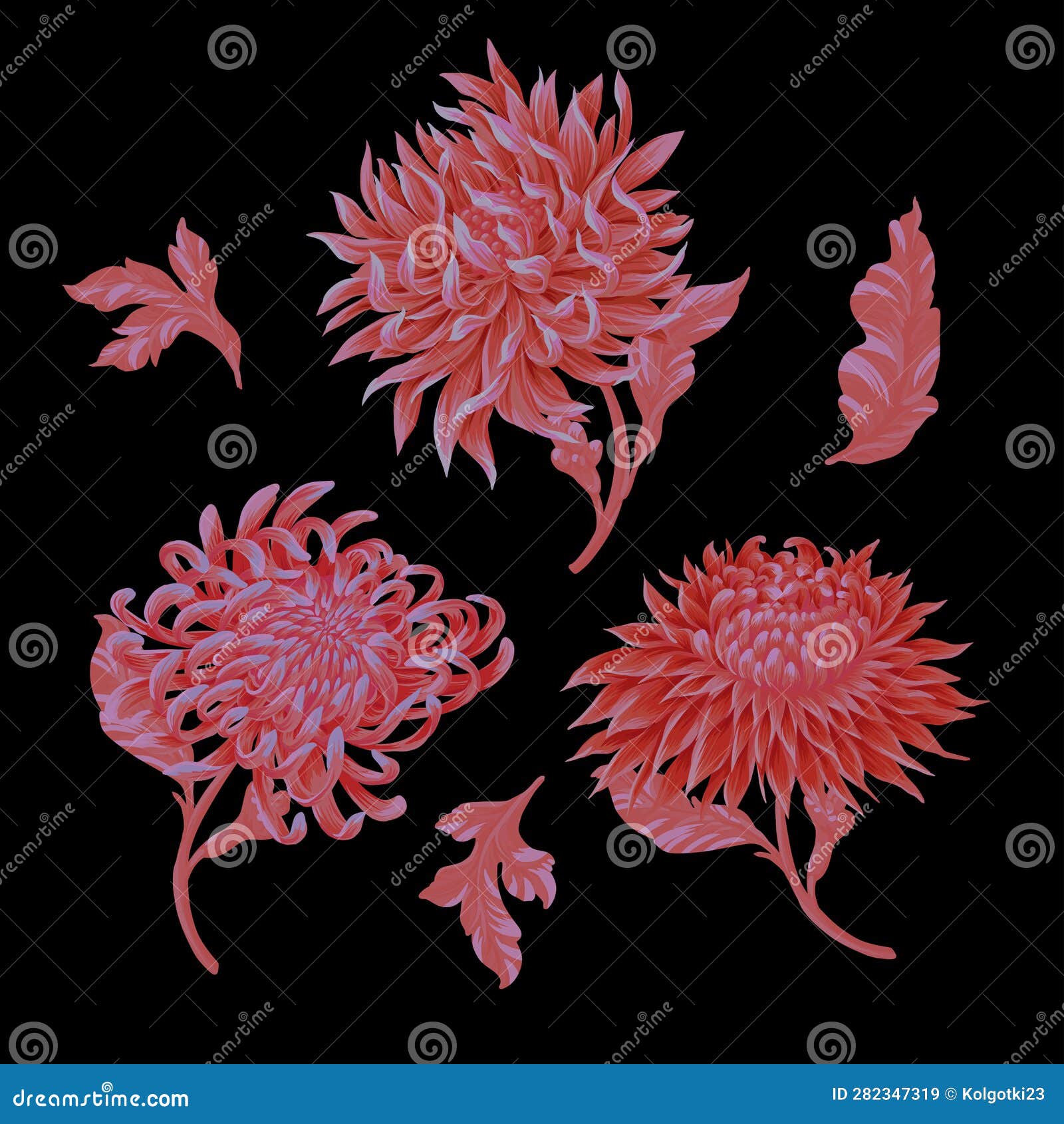 Chrysanthemum and Leaves Isolated. Vector Stock Vector Illustration