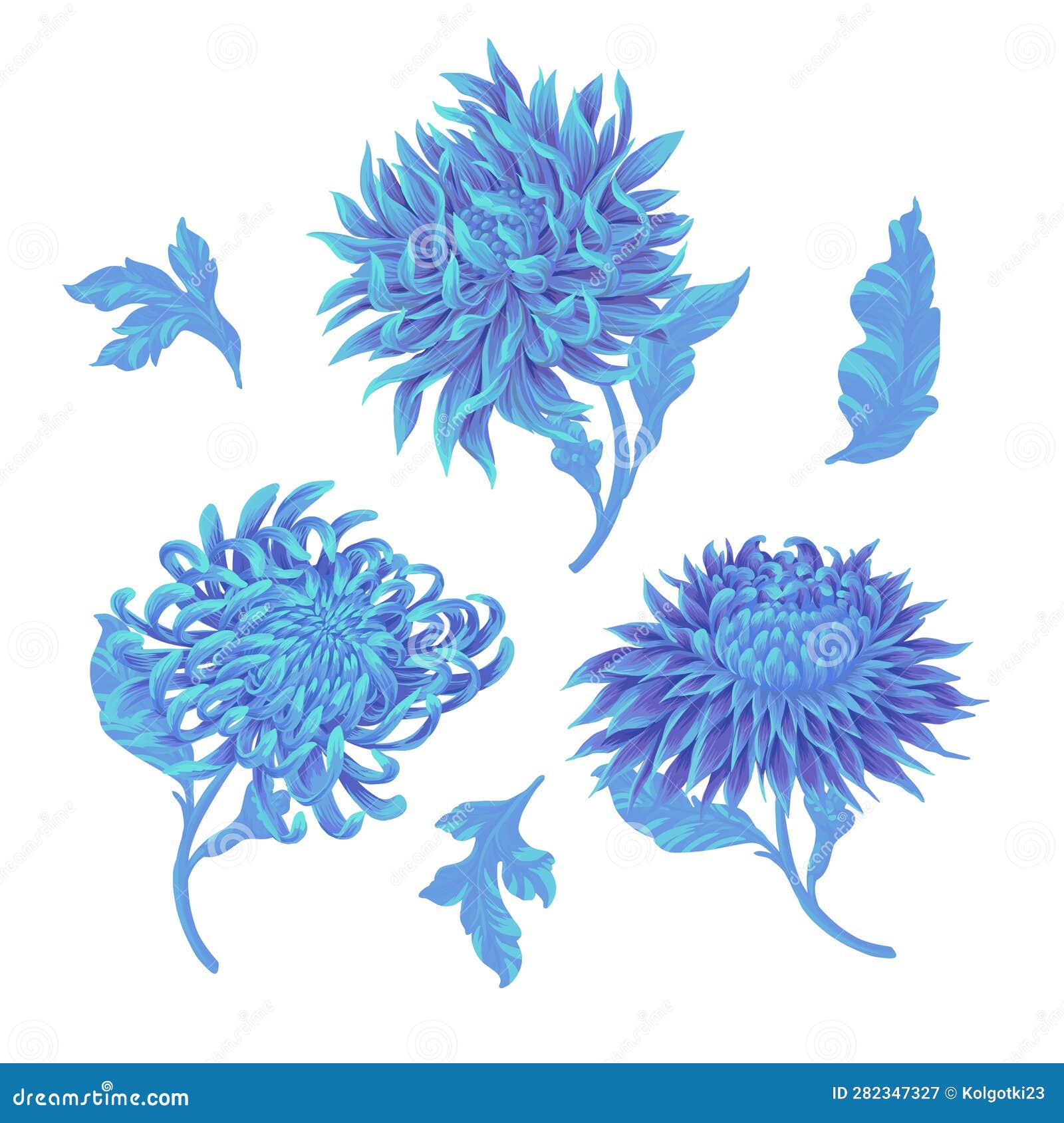 Chrysanthemum and Leaves Isolated. Vector Stock Vector Illustration