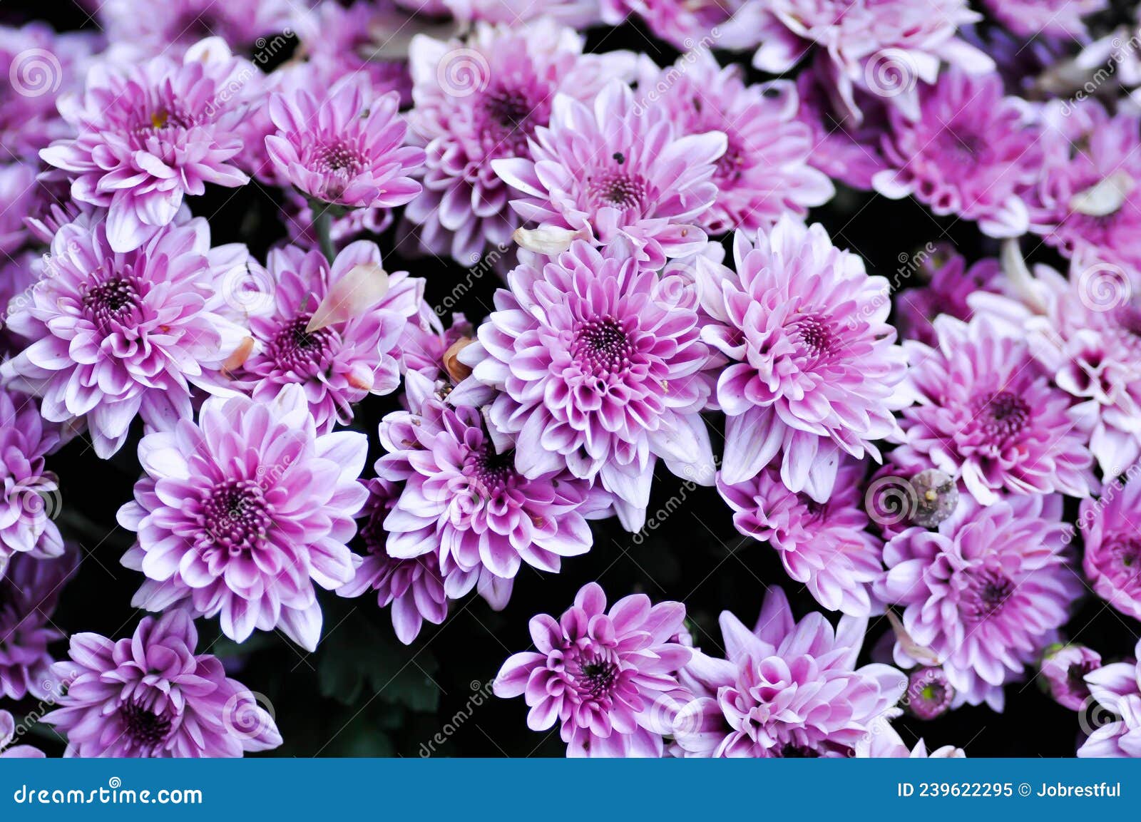 Chrysanthemum, Chrysanthemum Morifolium or Florists Mun or Daisy Stock