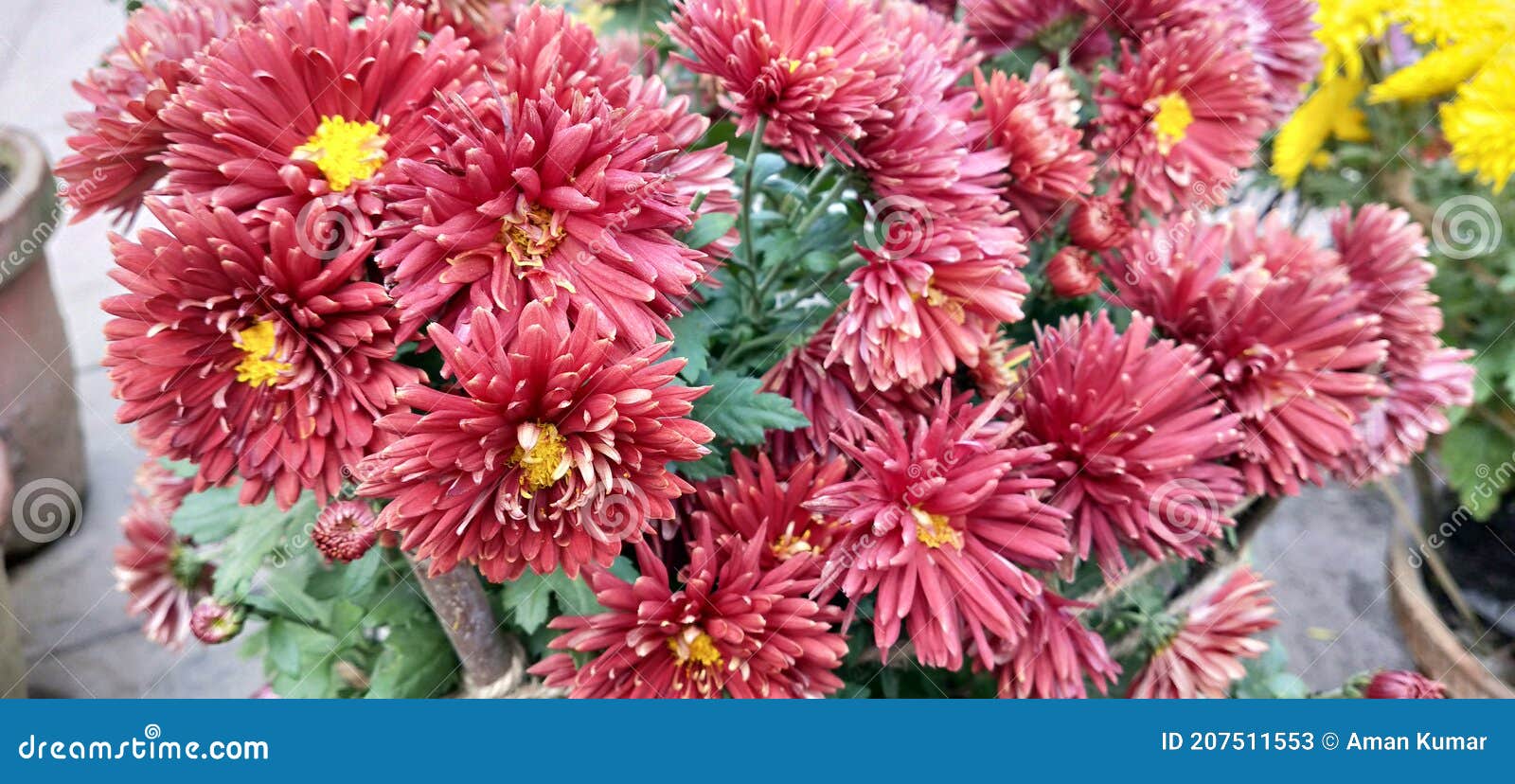 Chrysanthemum Morifolium in Garden . Stock Image Image of isolated, flora 207511553