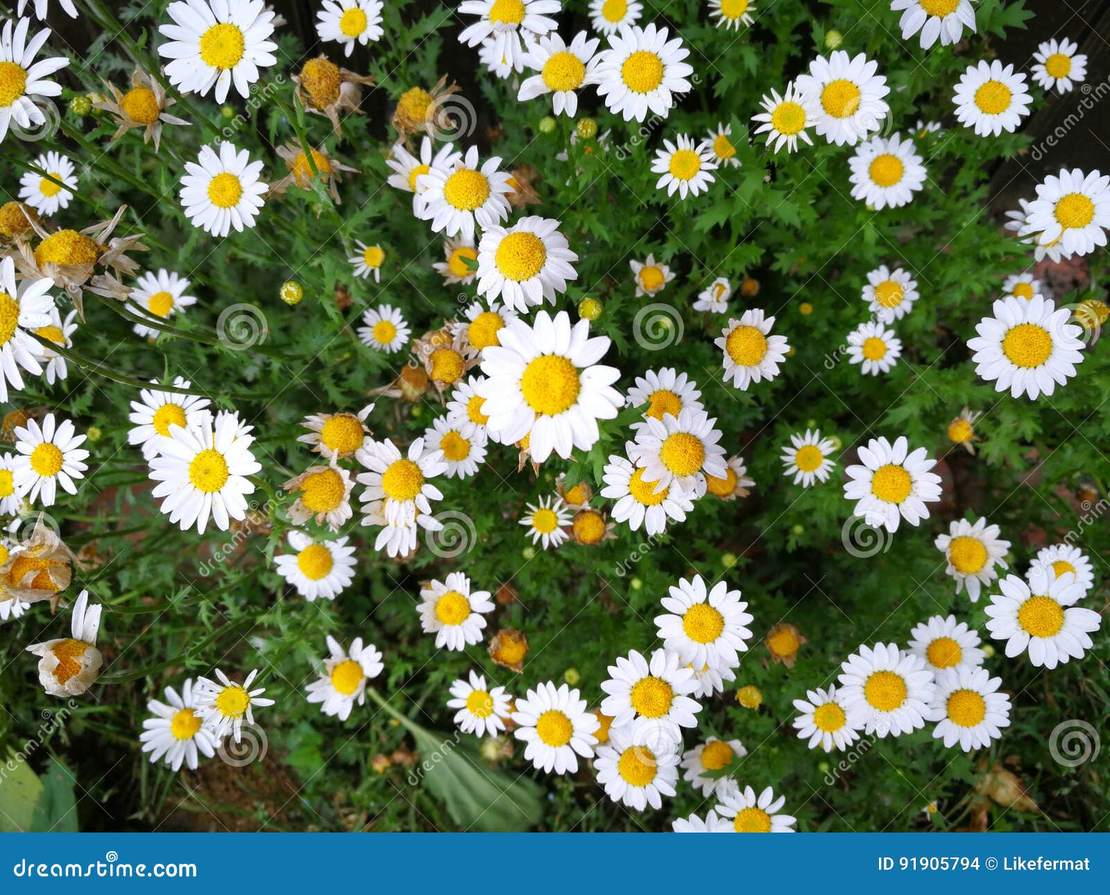 Chrysanthemum paludosum stock photo. Image of daisy, chrysanthemum