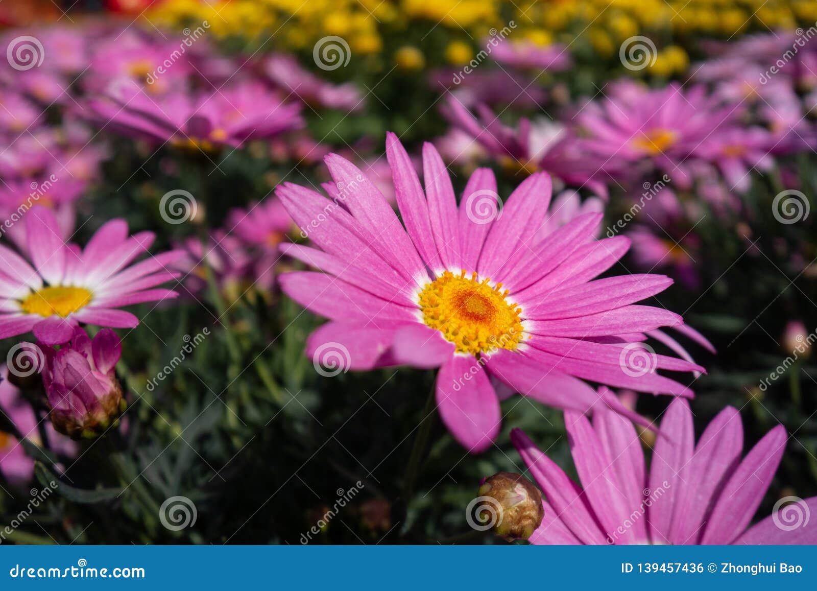 Chrysanthemum in the park stock photo. Image of fresh 139457436
