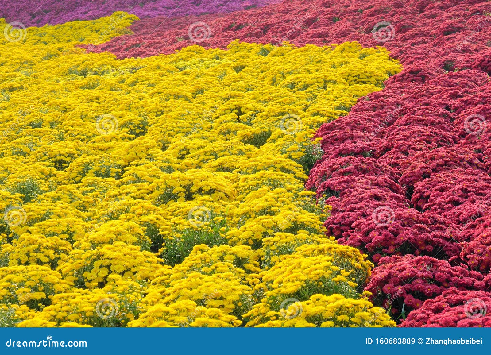 chrysanthemum parterre