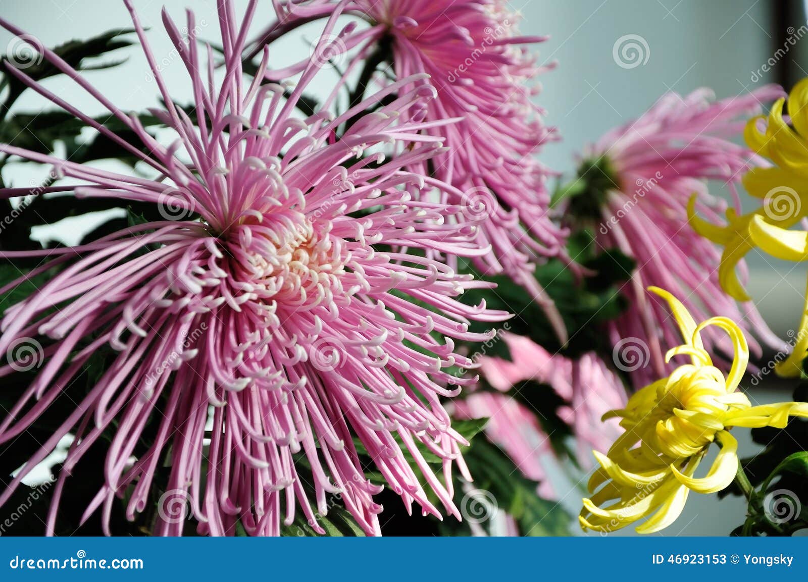 Chrysanthemum stock image. Image of beauty, objects, gardening 46923153