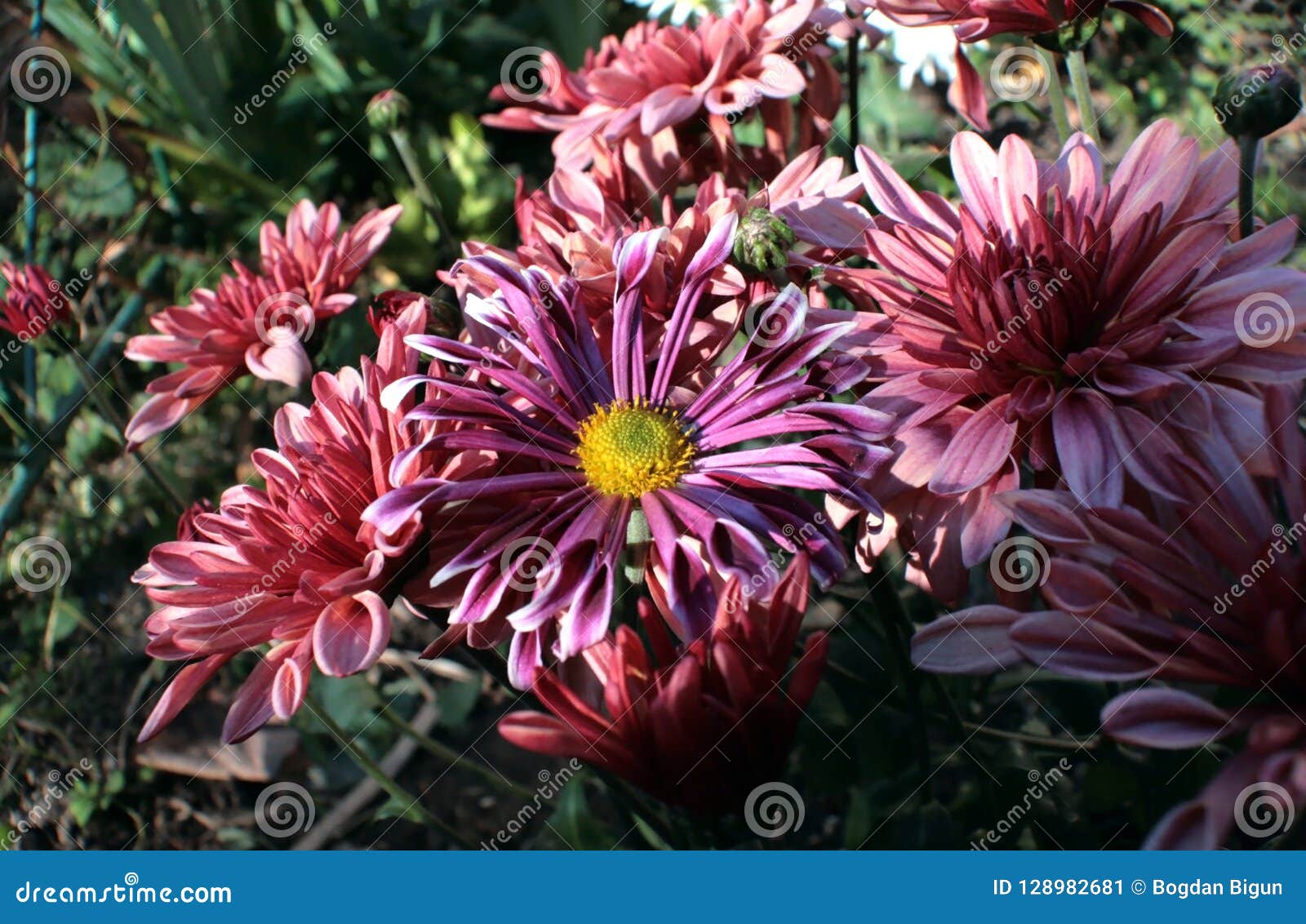 Chrysanthemum With Purple-white Petals. Stock Image ...