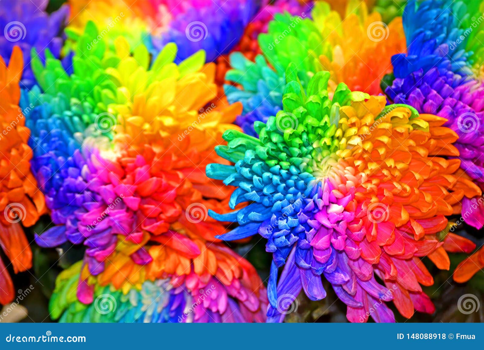 Chrysanthemum Rainbow Closeup, Flowers Color Diversity, Stock Photo