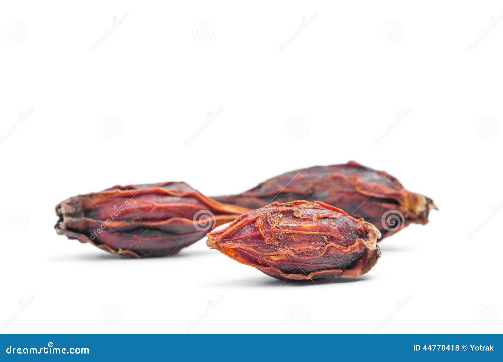 Chrysanthemum seed stock photo. Image of asia, morifolium 44770418