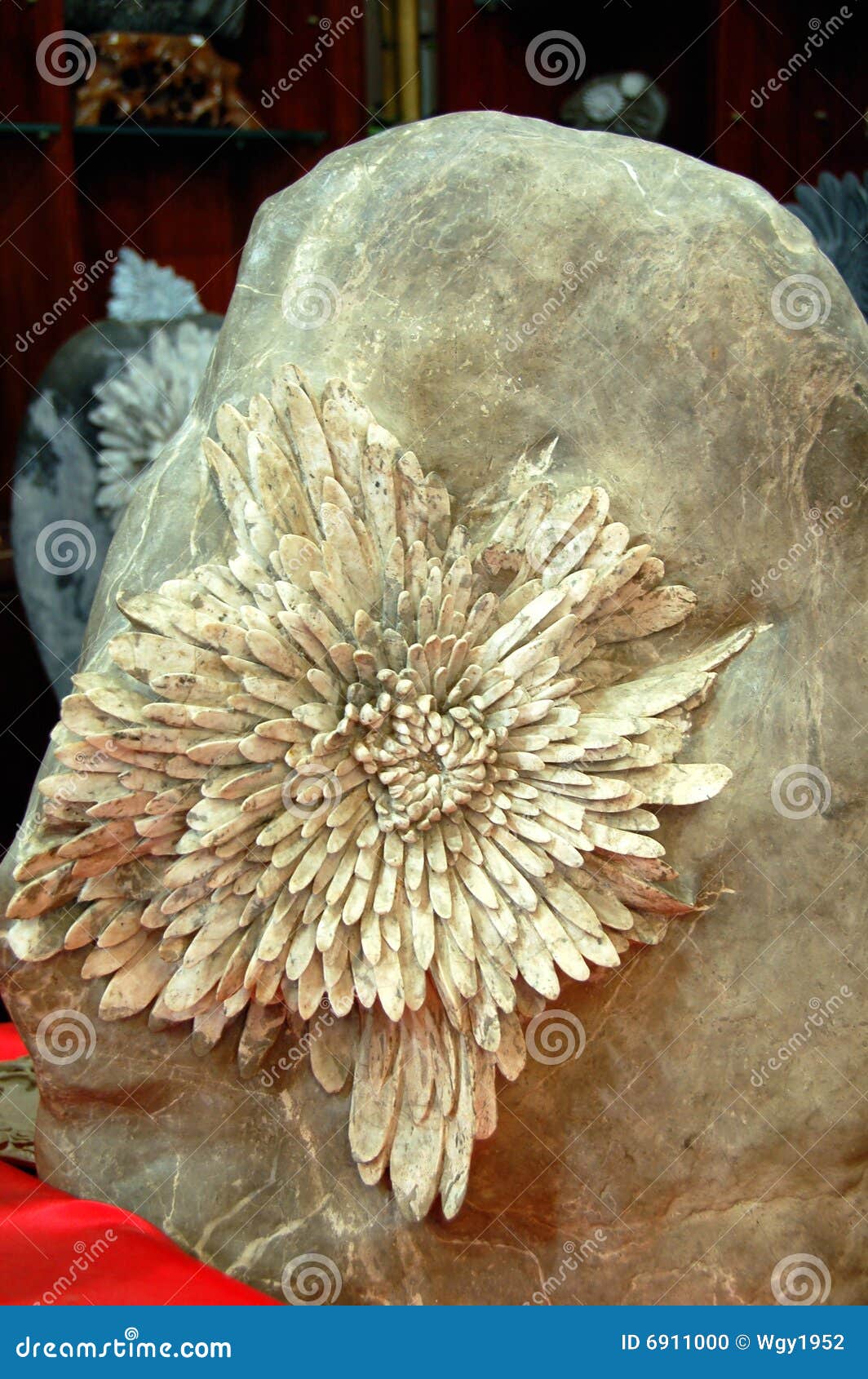 Chrysanthemum on stone stock photo. Image of alley, history 6911000