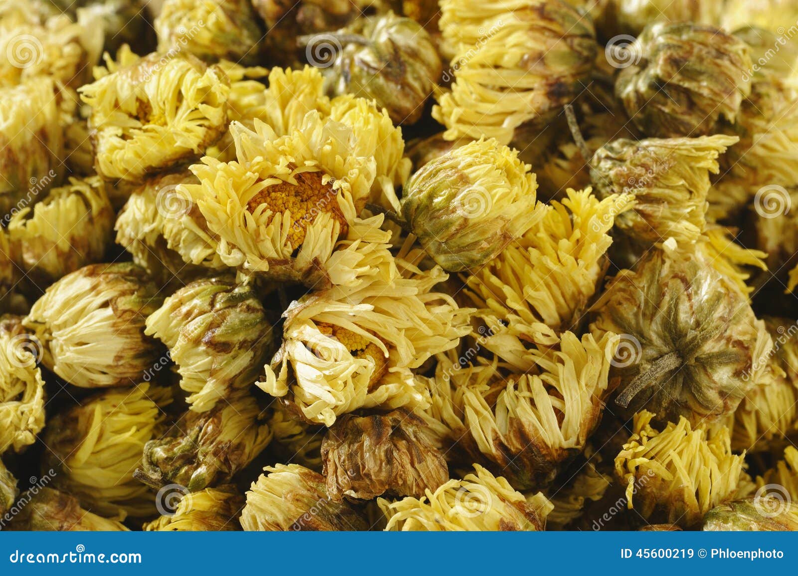 Chrysanthemum stock image. Image of flowers, asia, healthy 45600219